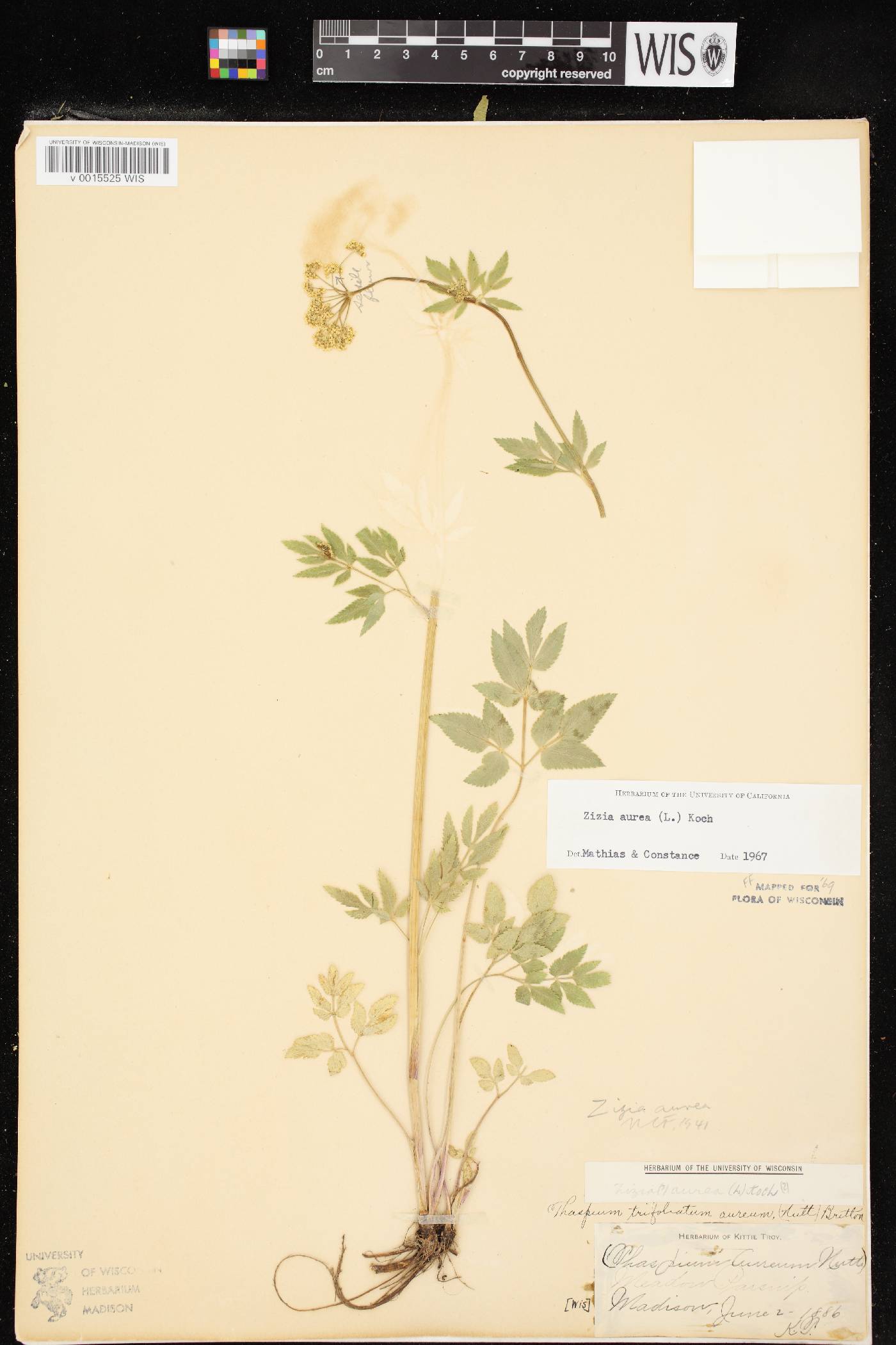 Zizia aurea image