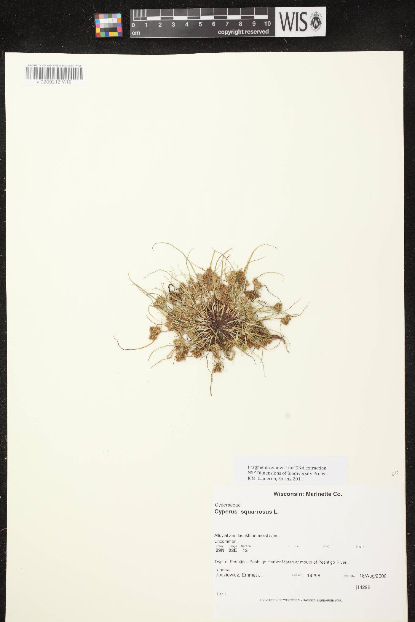 Cyperus squarrosus image
