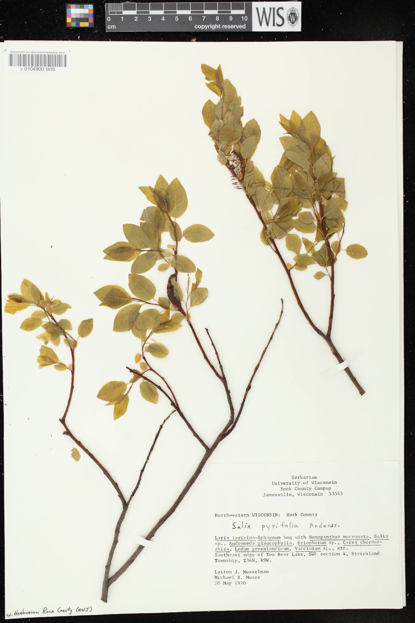 Salix pyrifolia image