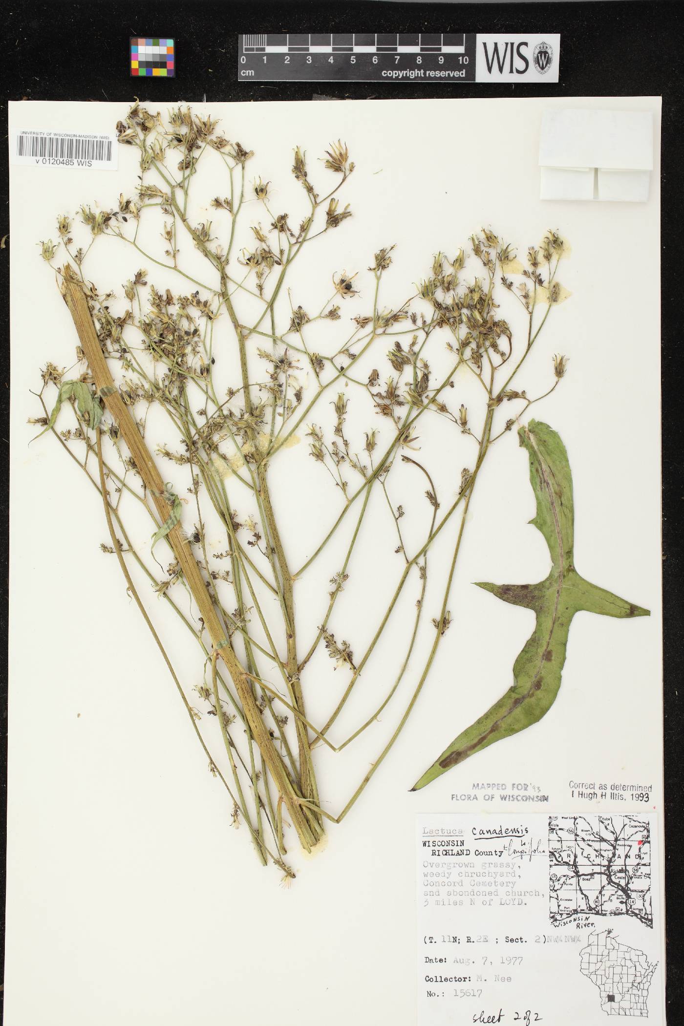 Lactuca canadensis image