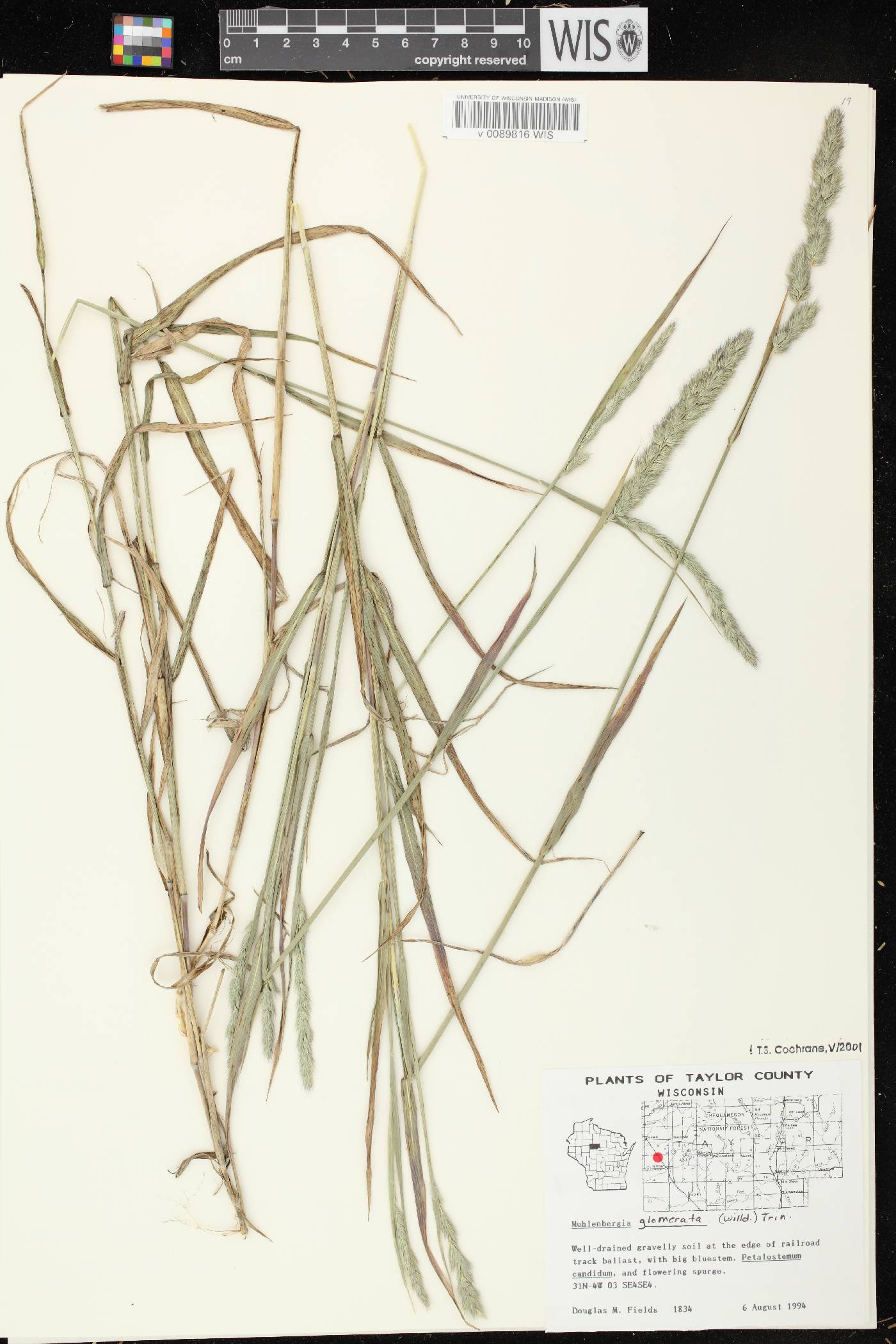 Muhlenbergia glomerata image