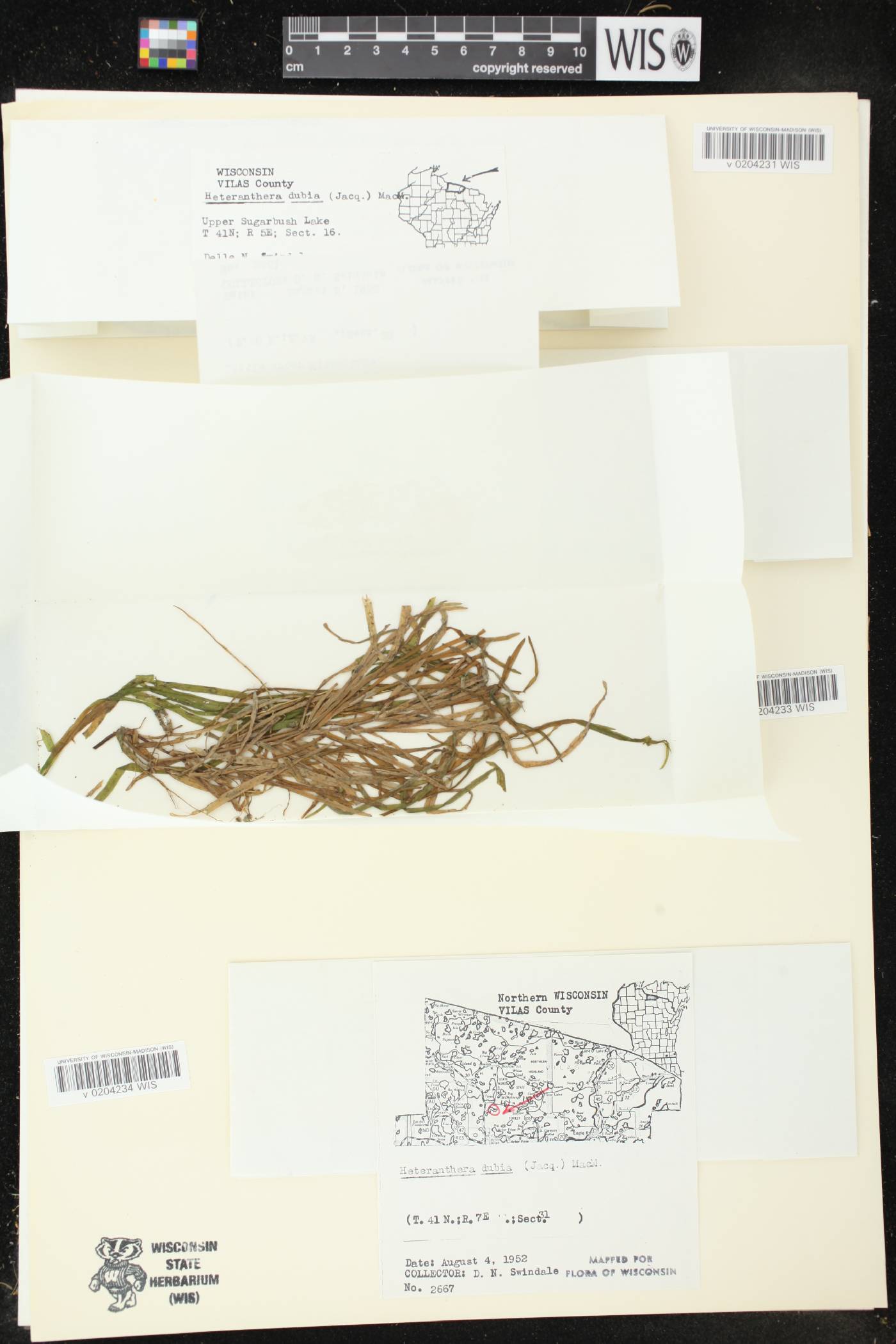 Heteranthera dubia image
