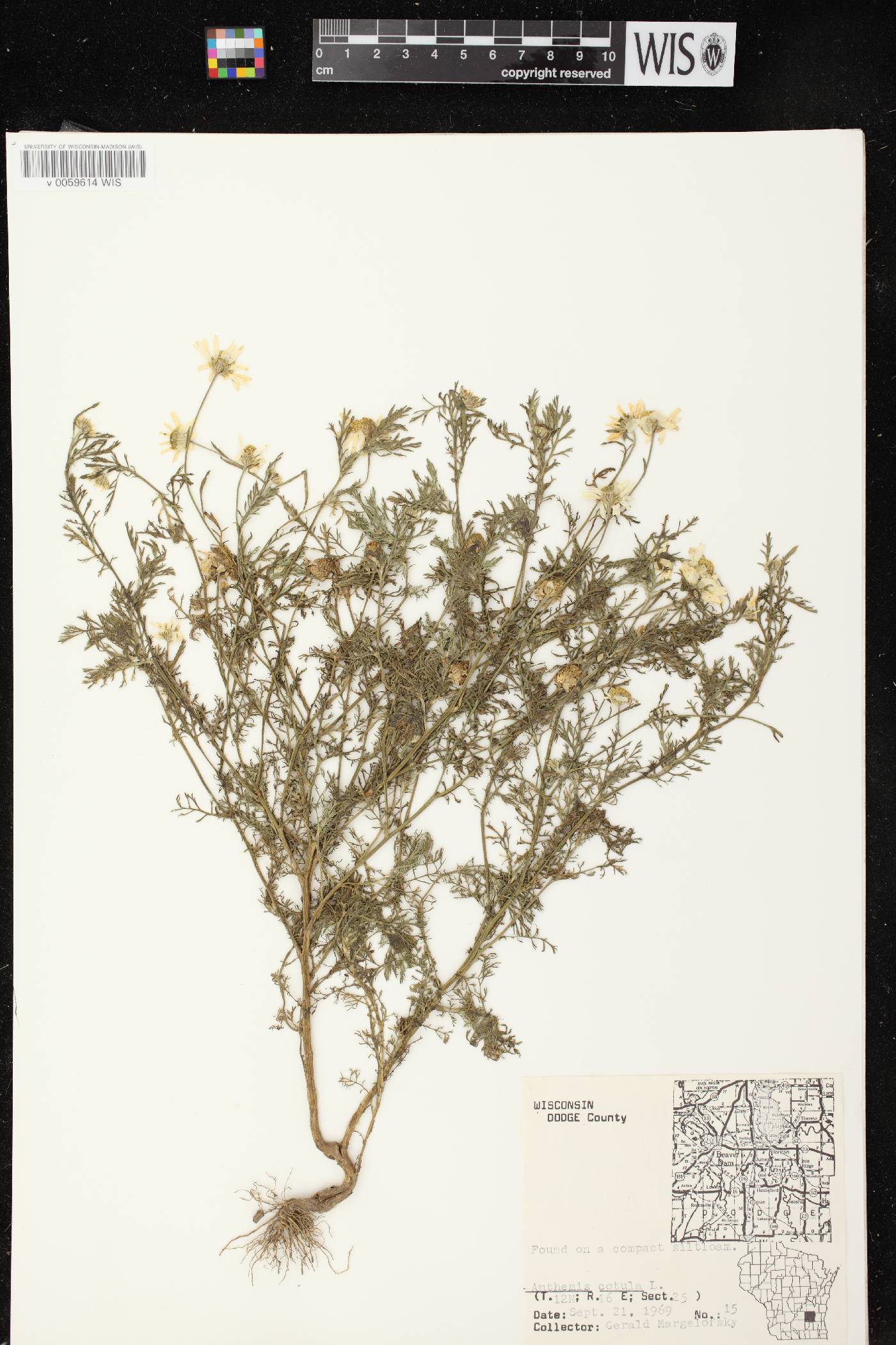 Anthemis cotula image