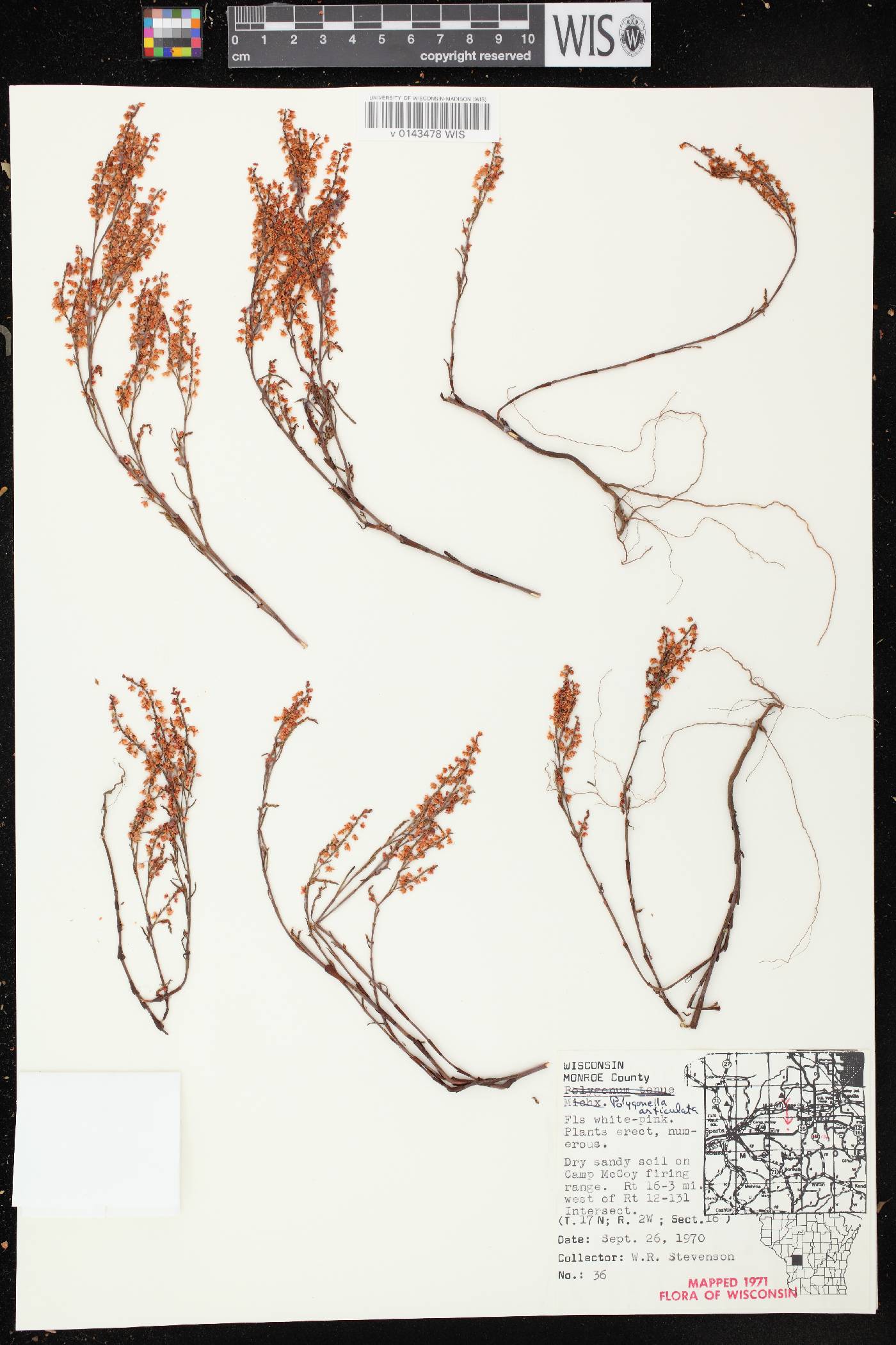 Polygonella articulata image