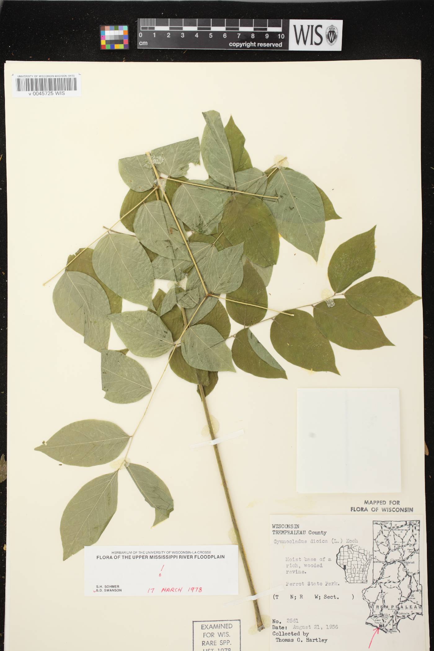 Gymnocladus dioicus image