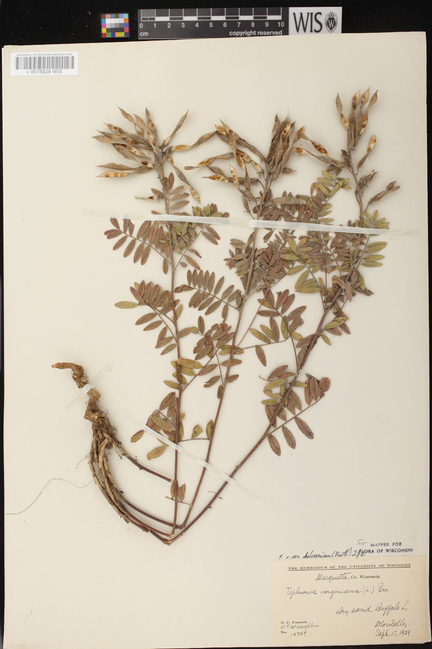 Tephrosia virginiana image
