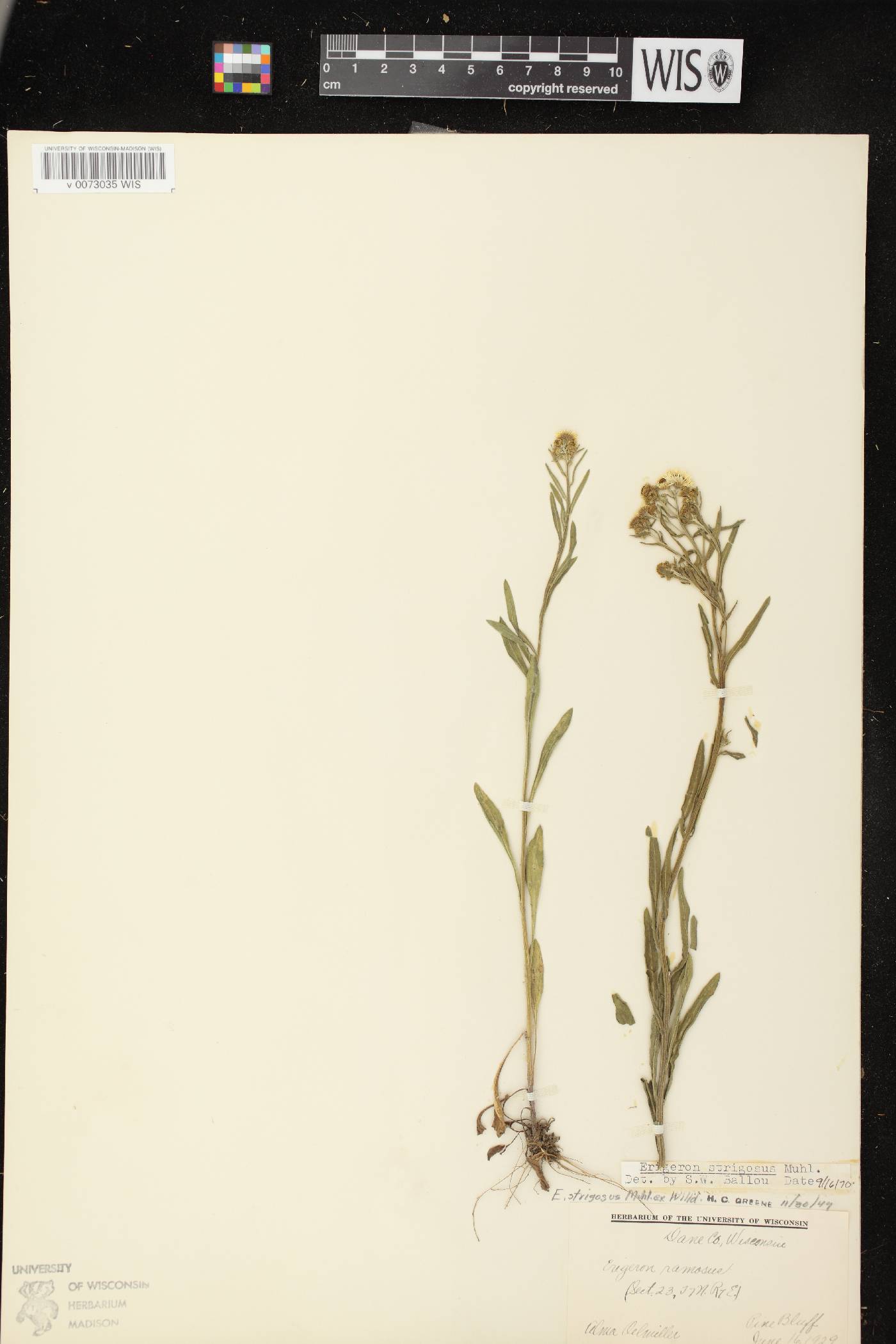 Erigeron strigosus image