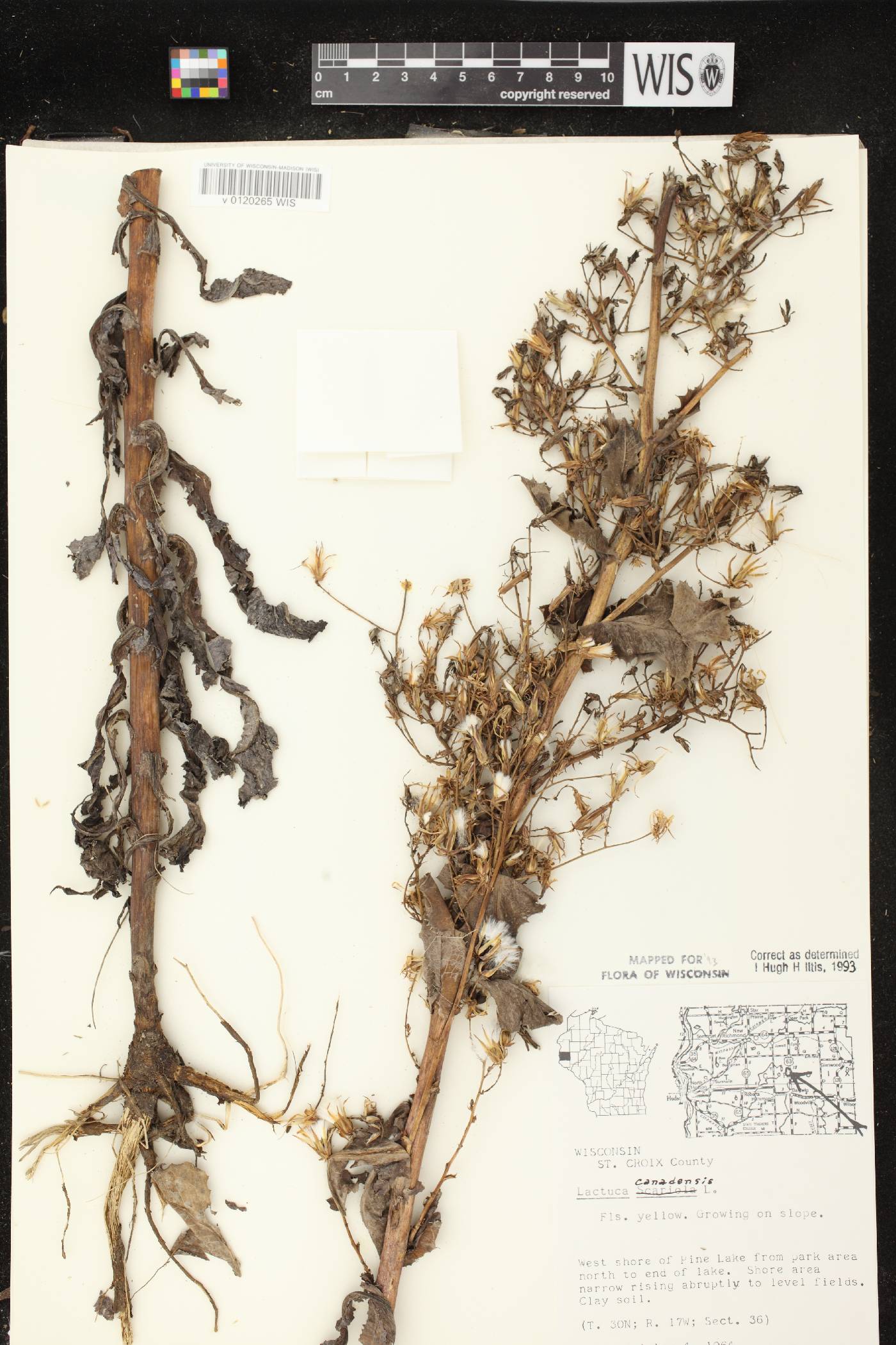 Lactuca canadensis image
