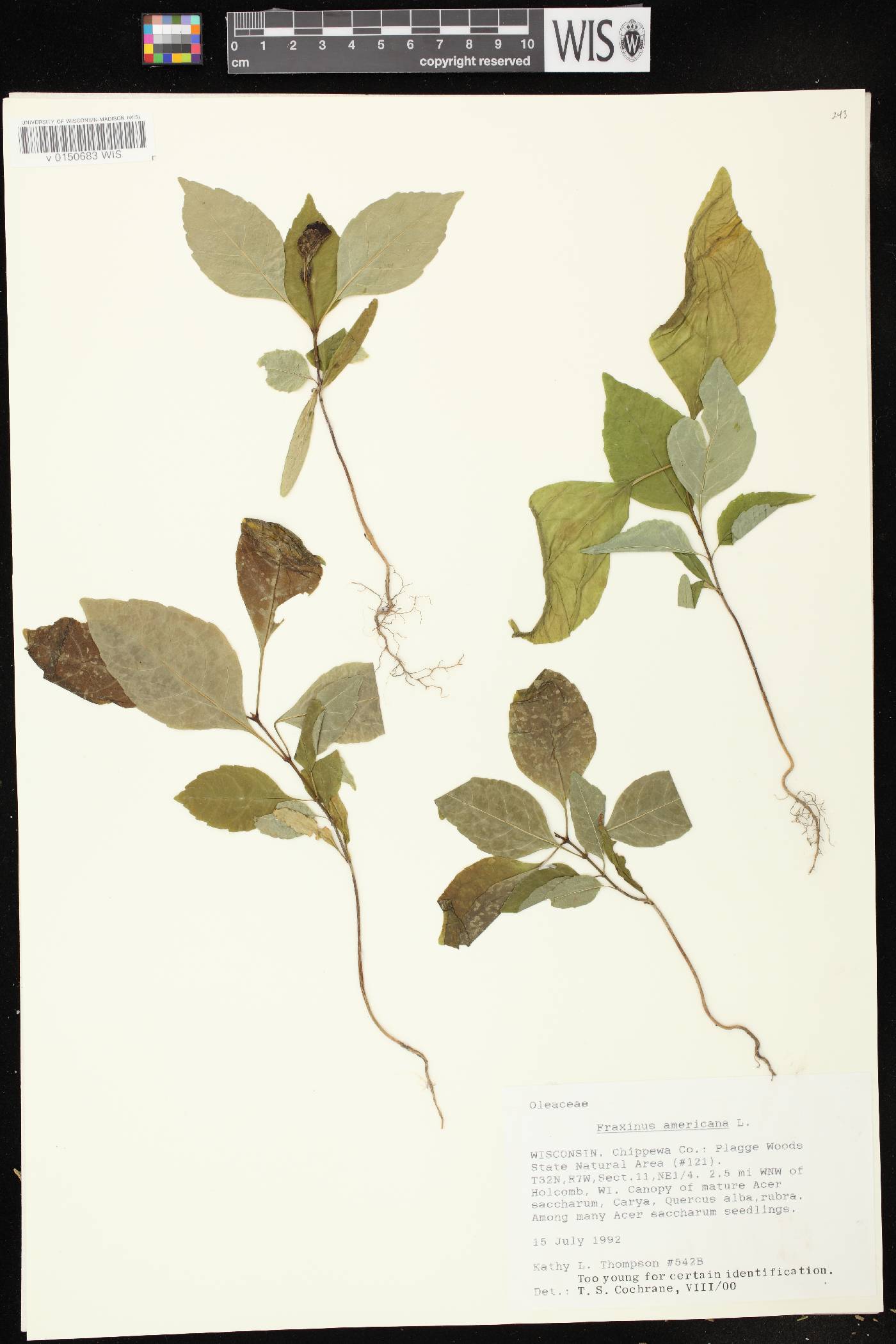 Fraxinus americana image