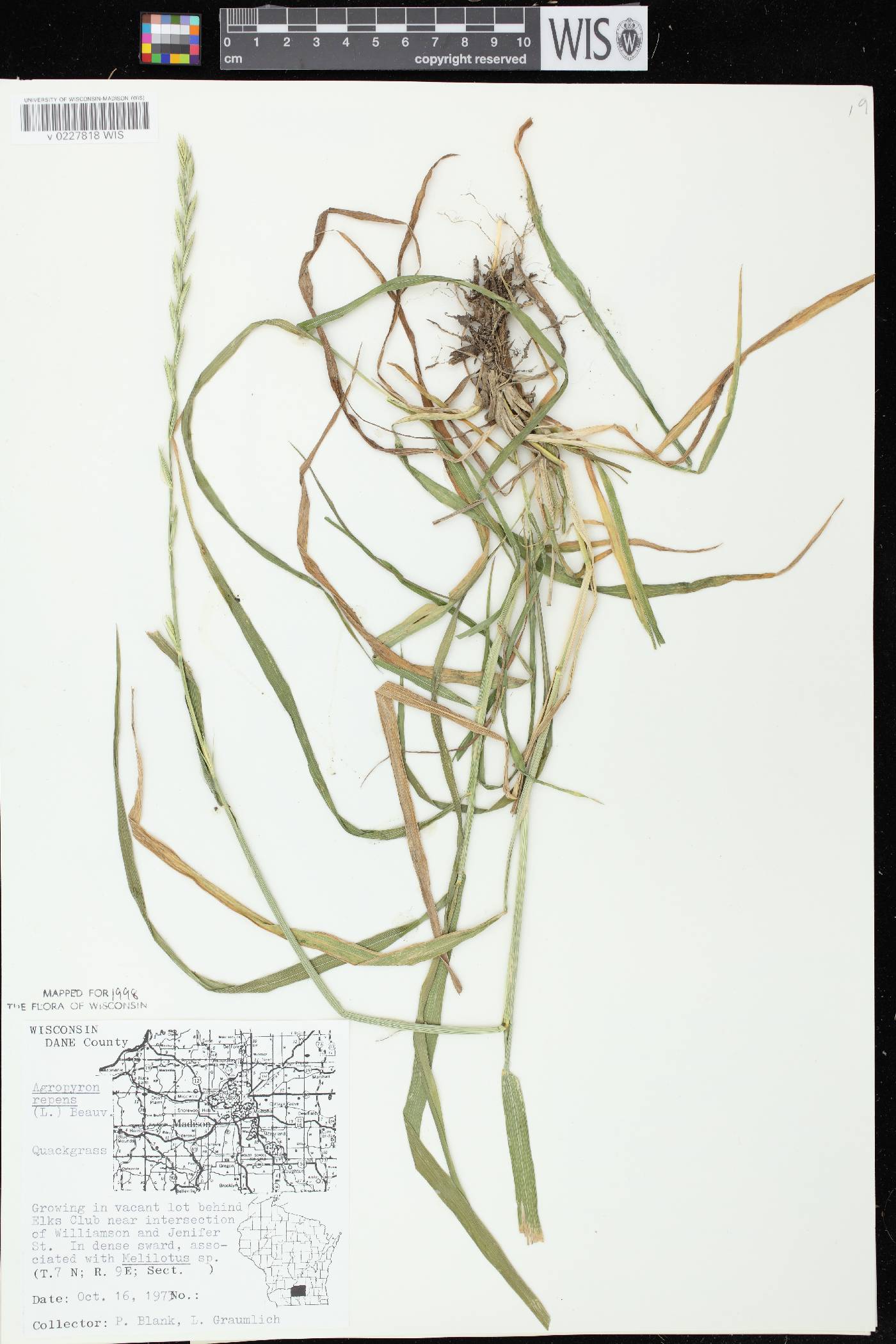 Elymus repens image