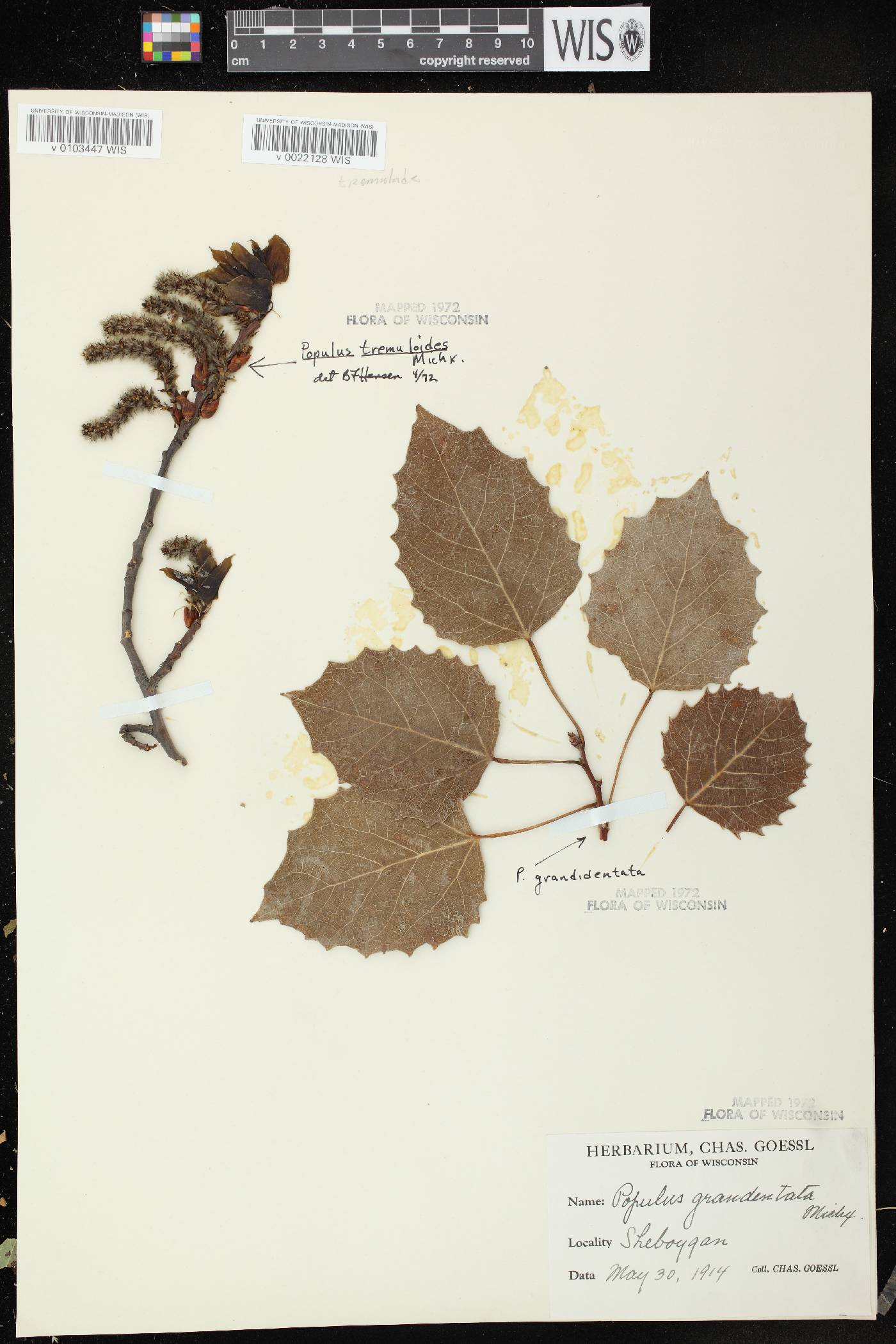 Populus grandidentata image