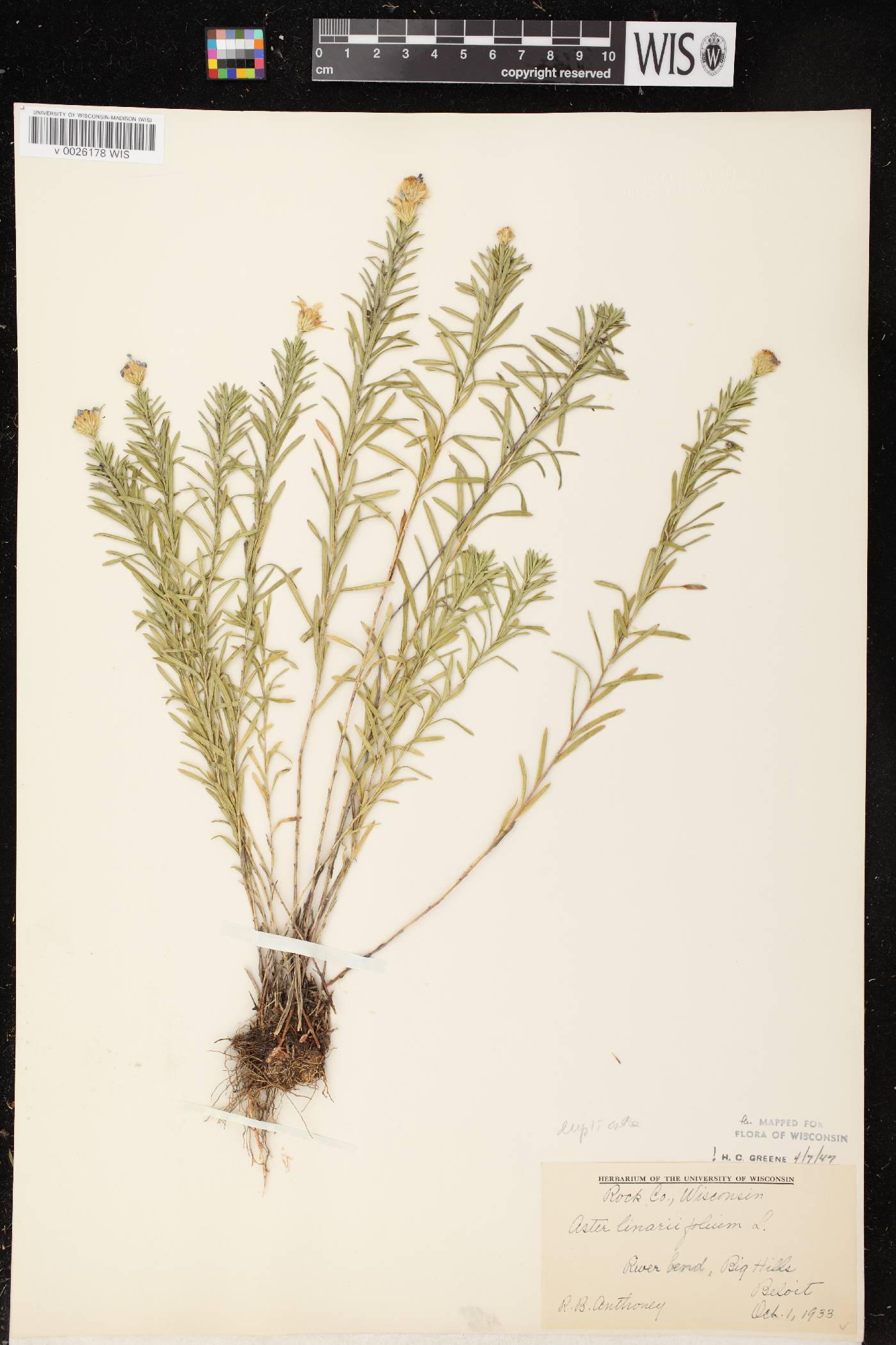 Ionactis linariifolia image
