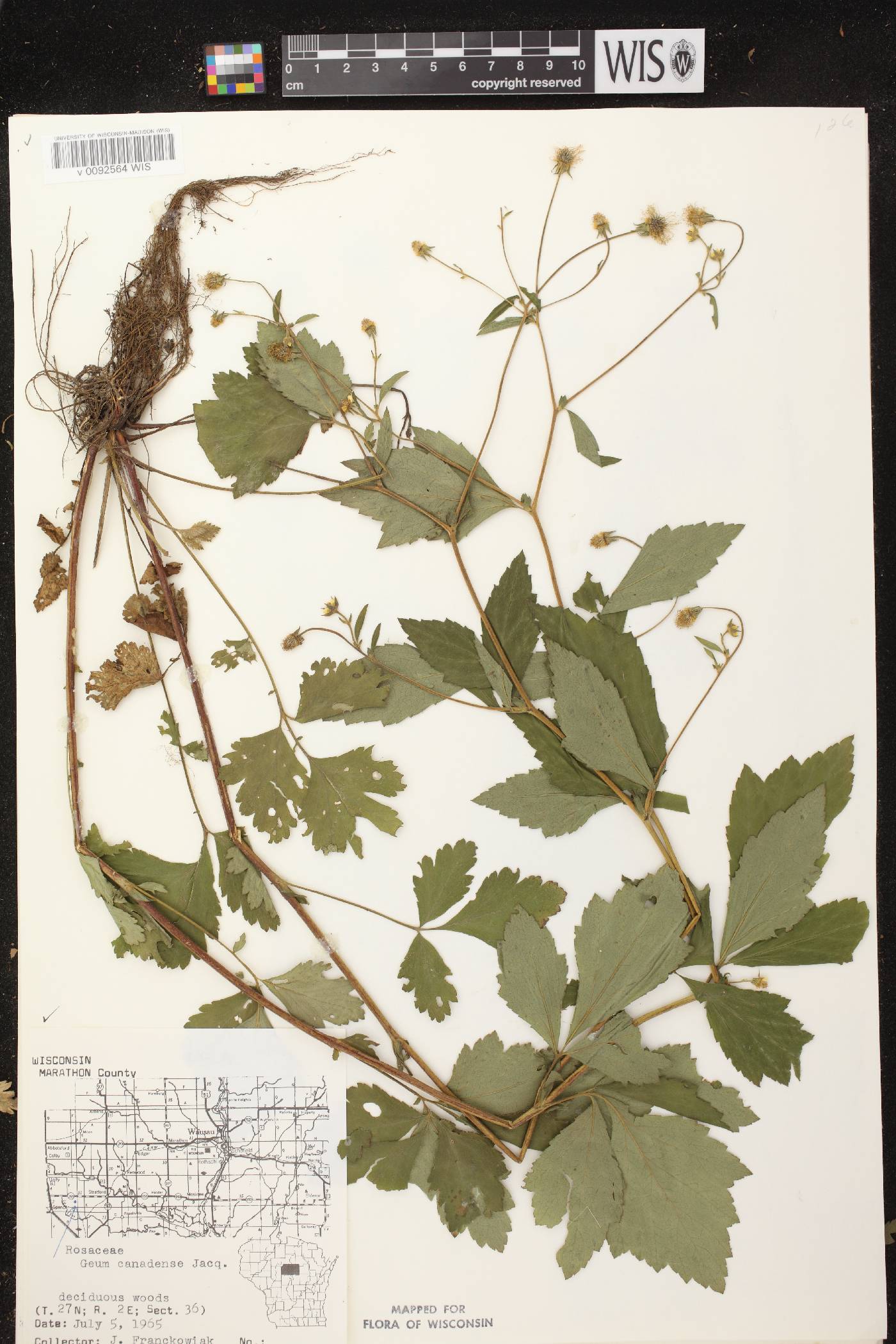 Geum canadense image