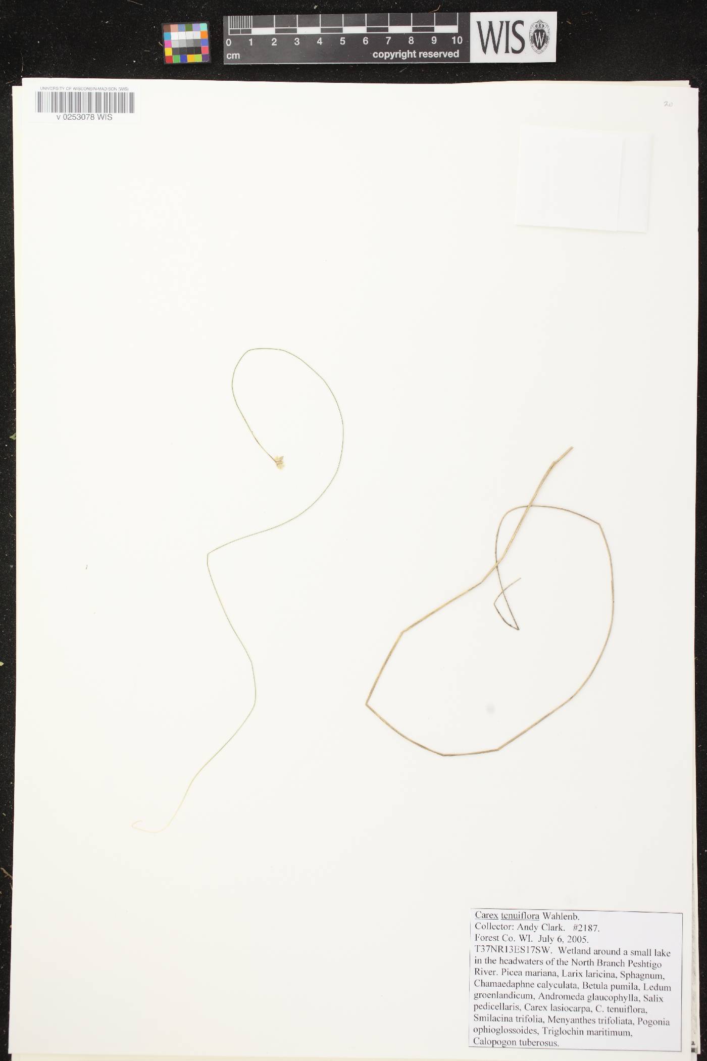 Carex tenuiflora image