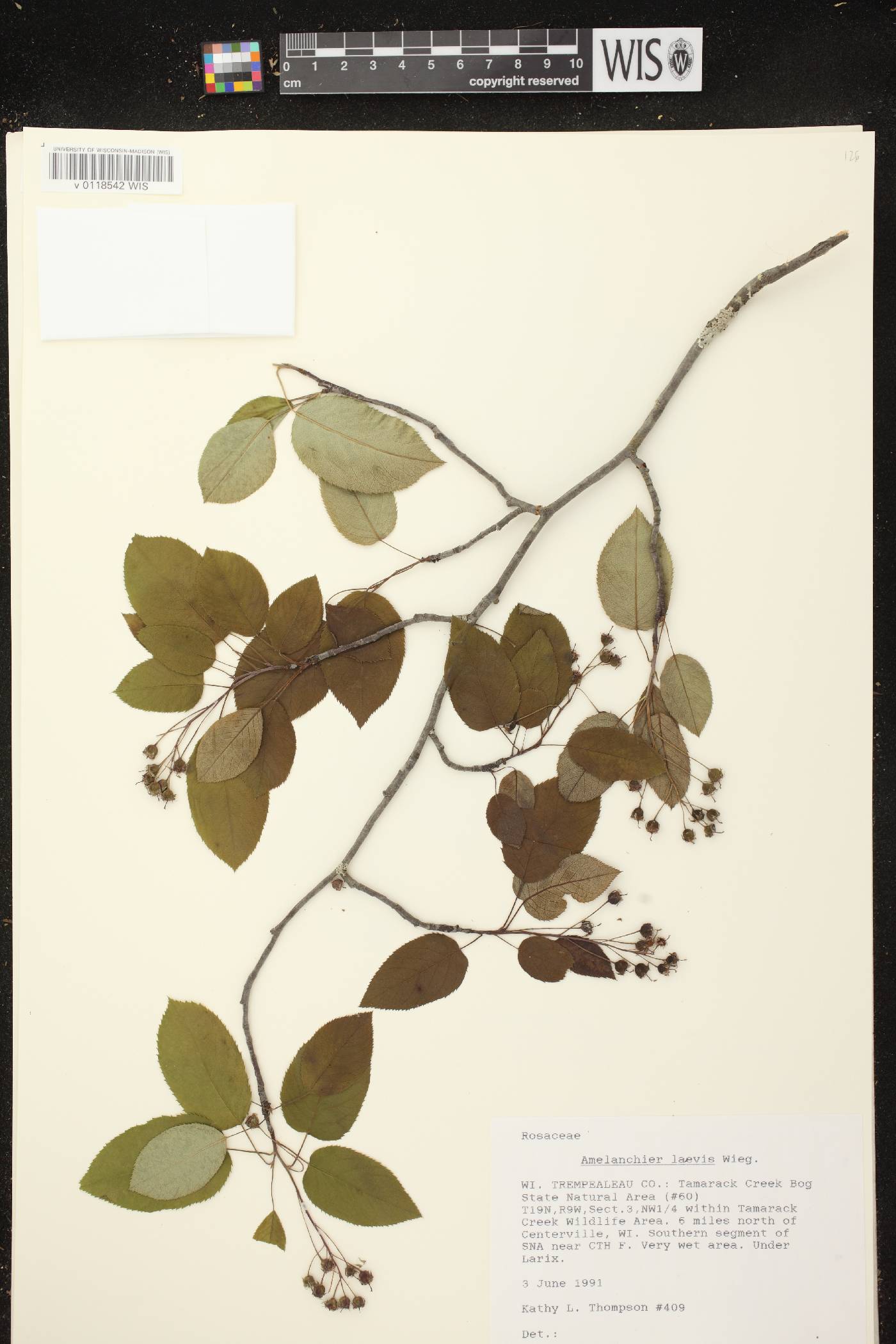 Amelanchier laevis image