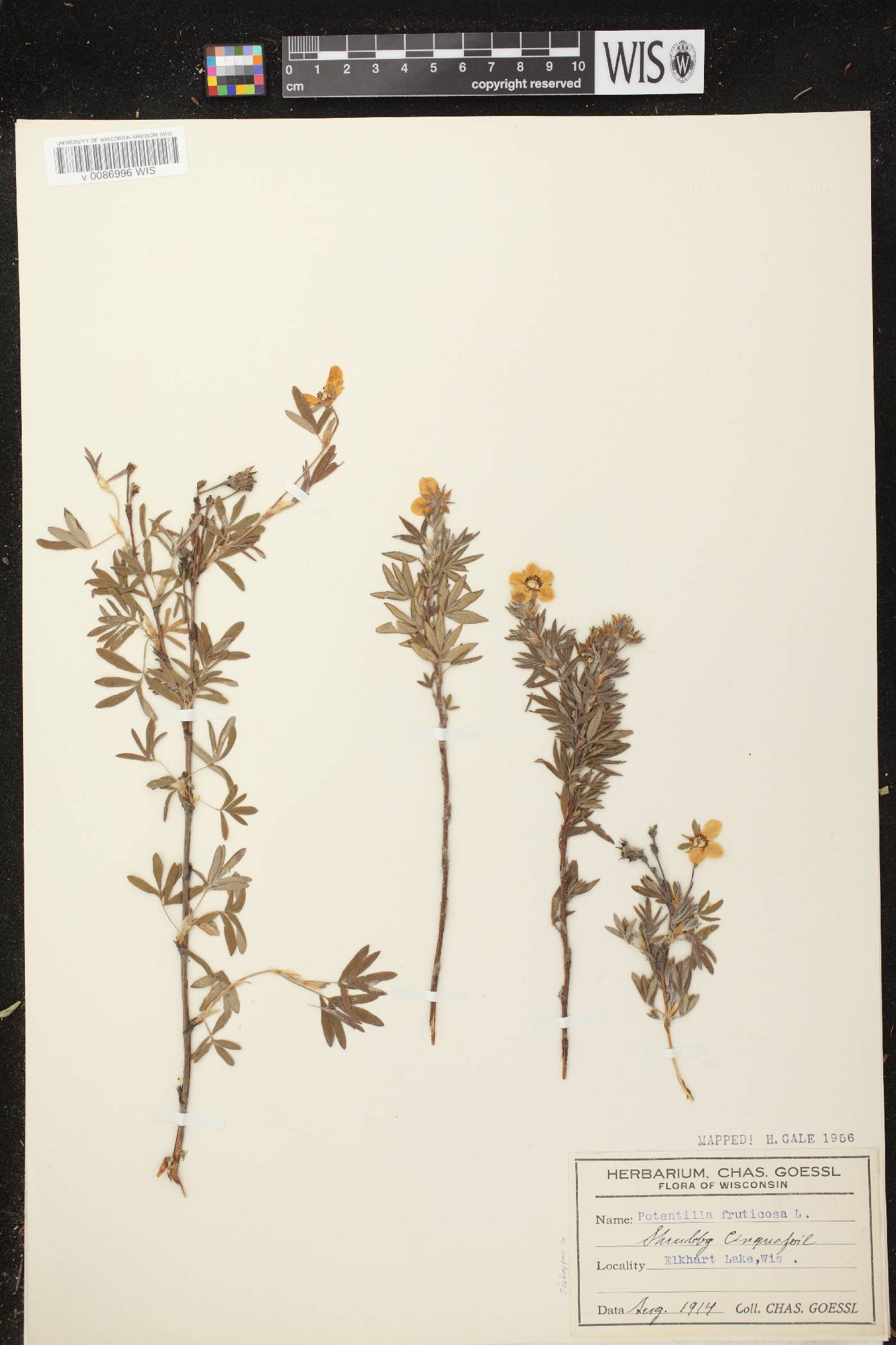 Dasiphora fruticosa image