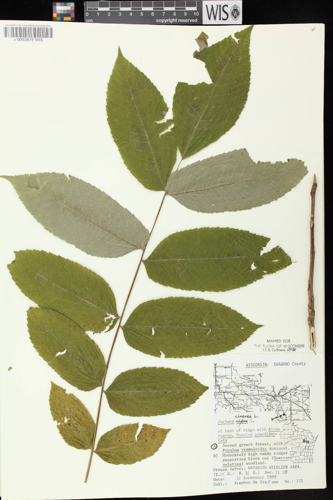 Juglans cinerea image