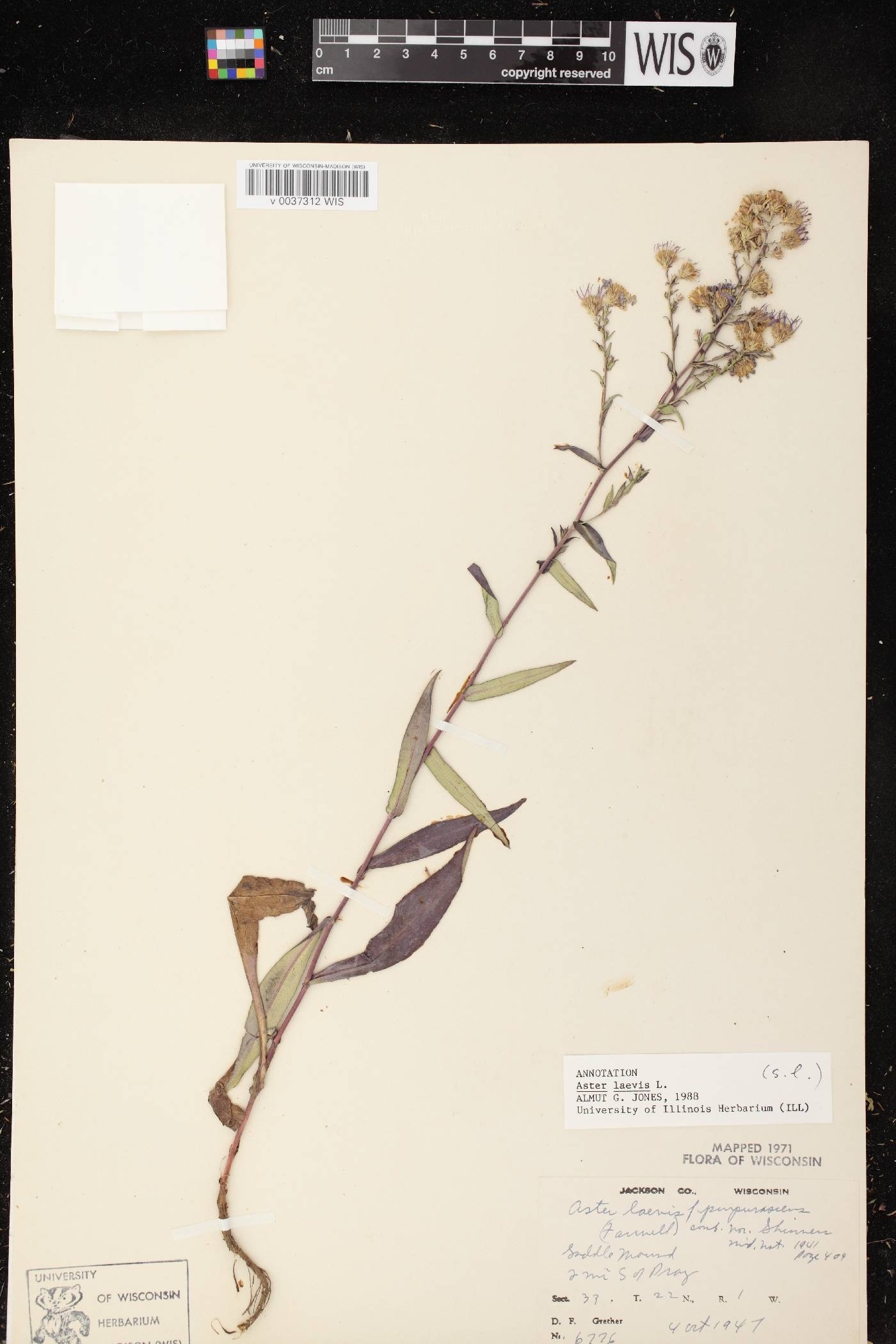 Symphyotrichum laeve var. laeve image