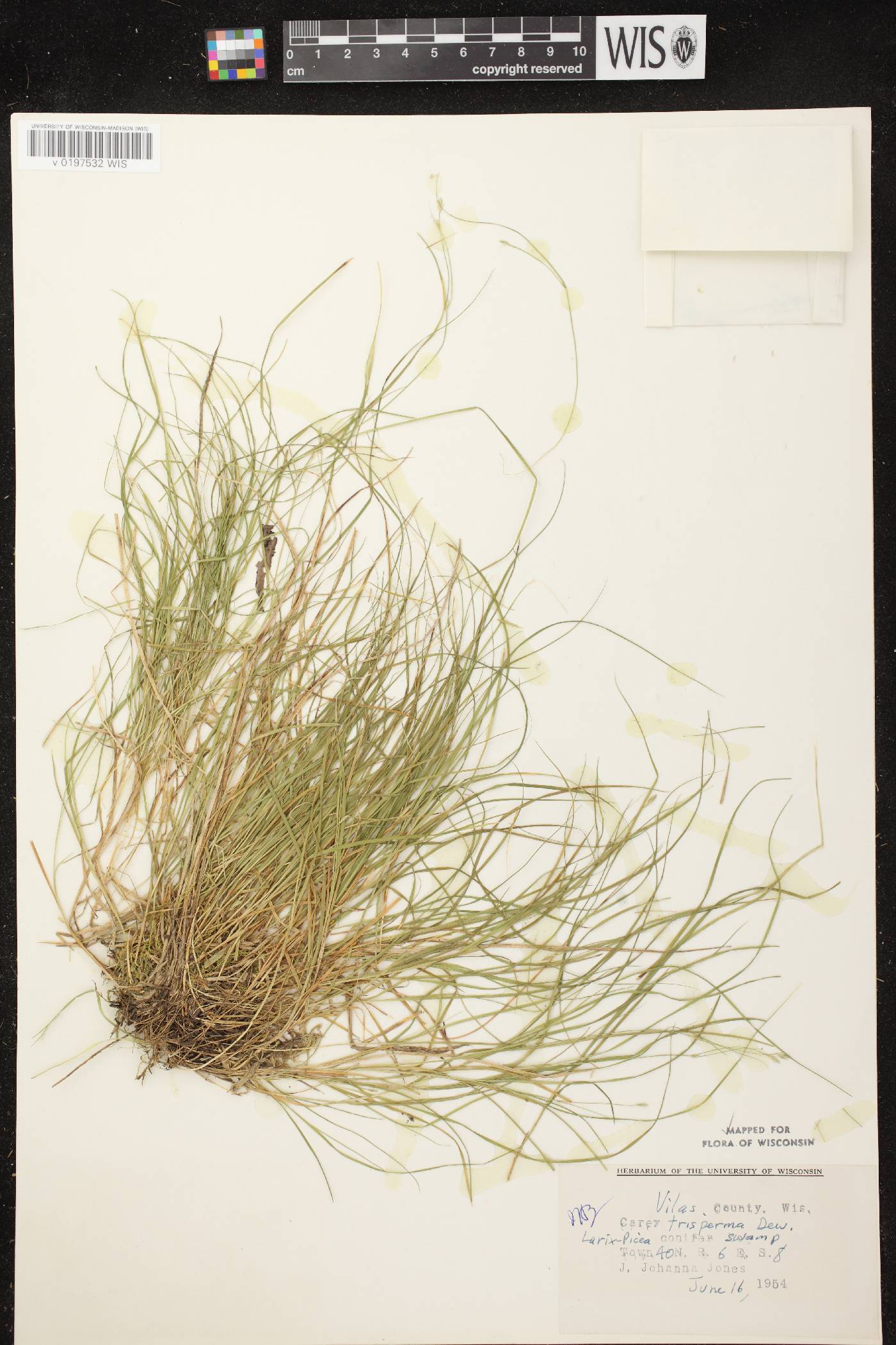Carex trisperma image