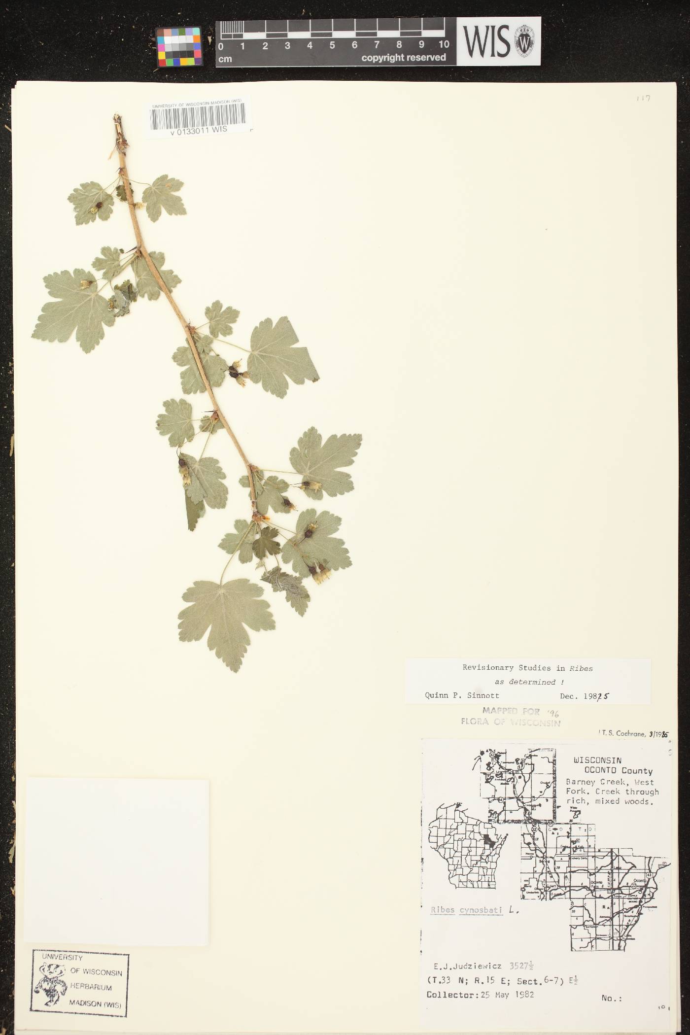 Ribes cynosbati image