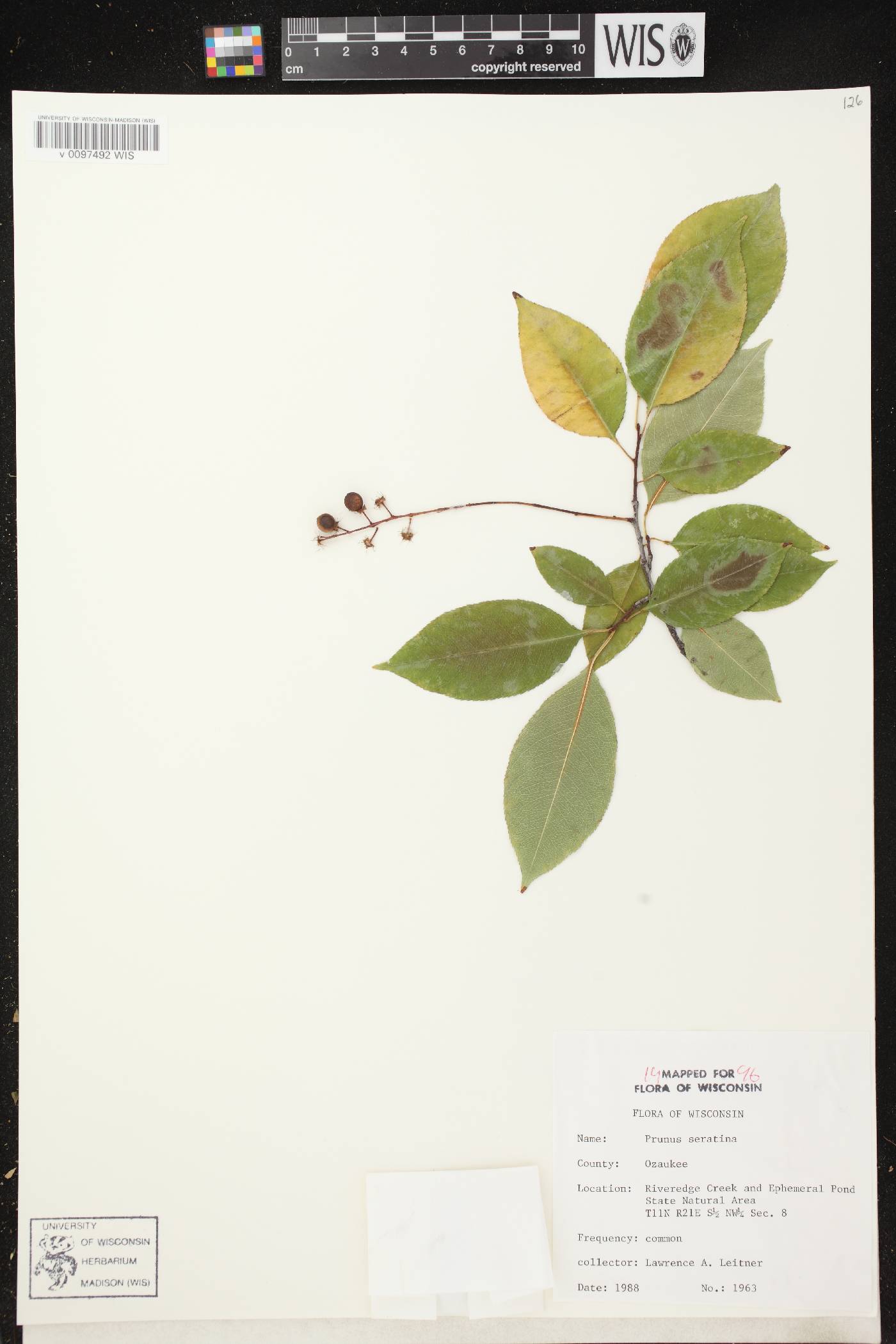 Prunus serotina var. serotina image