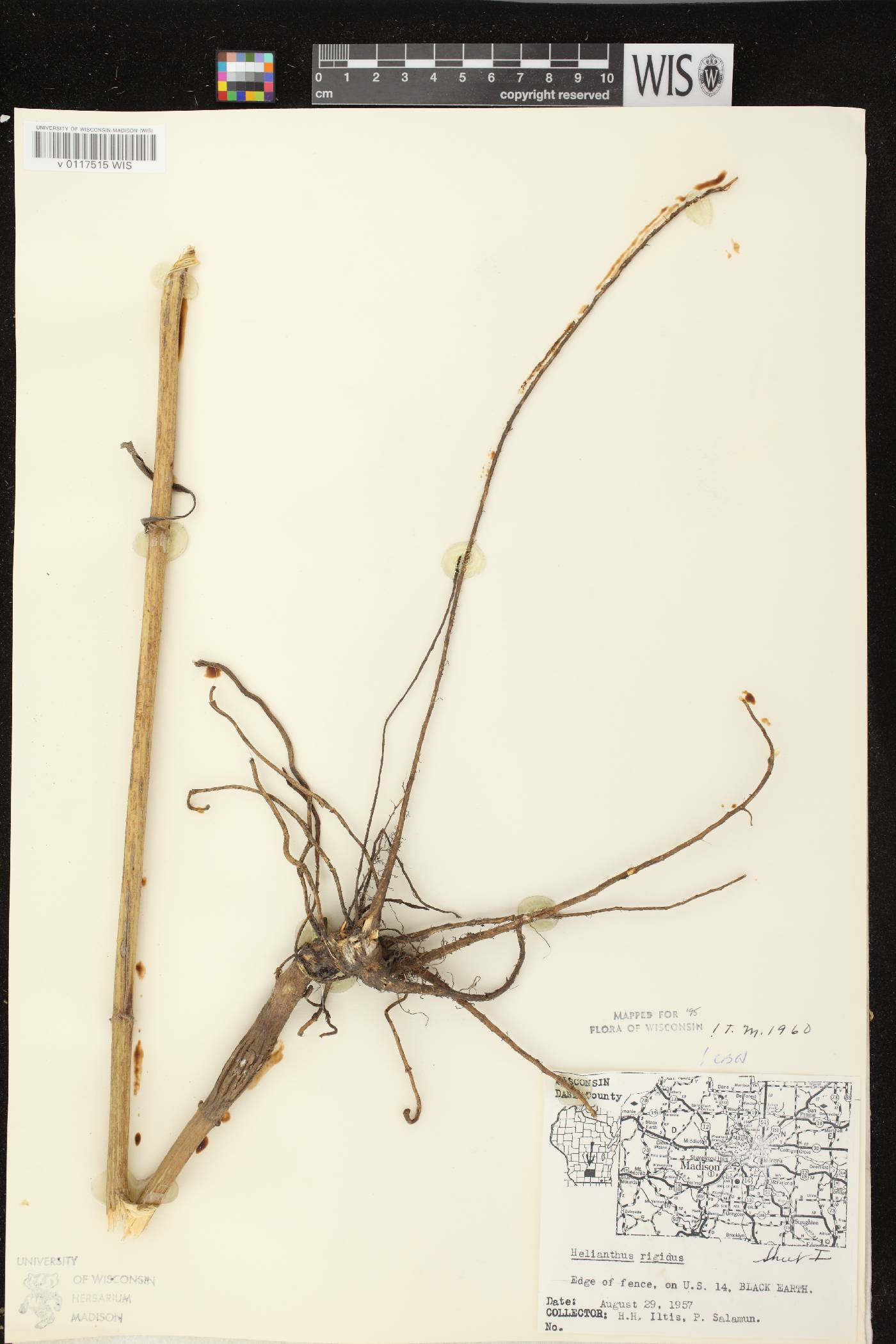 Helianthus pauciflorus subsp. pauciflorus image