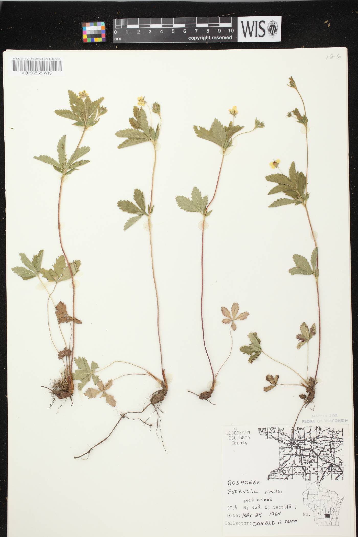Potentilla simplex image