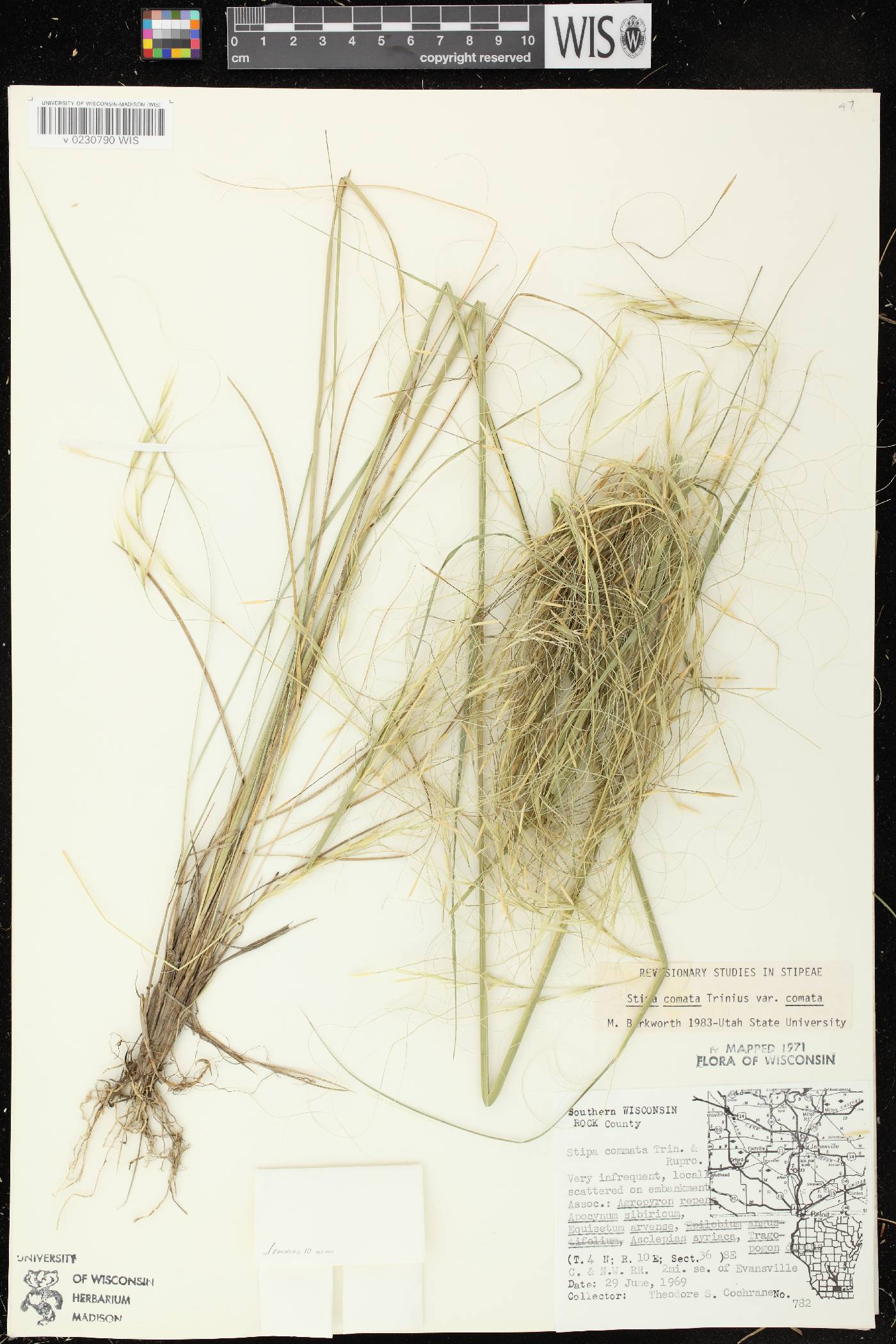Hesperostipa comata image
