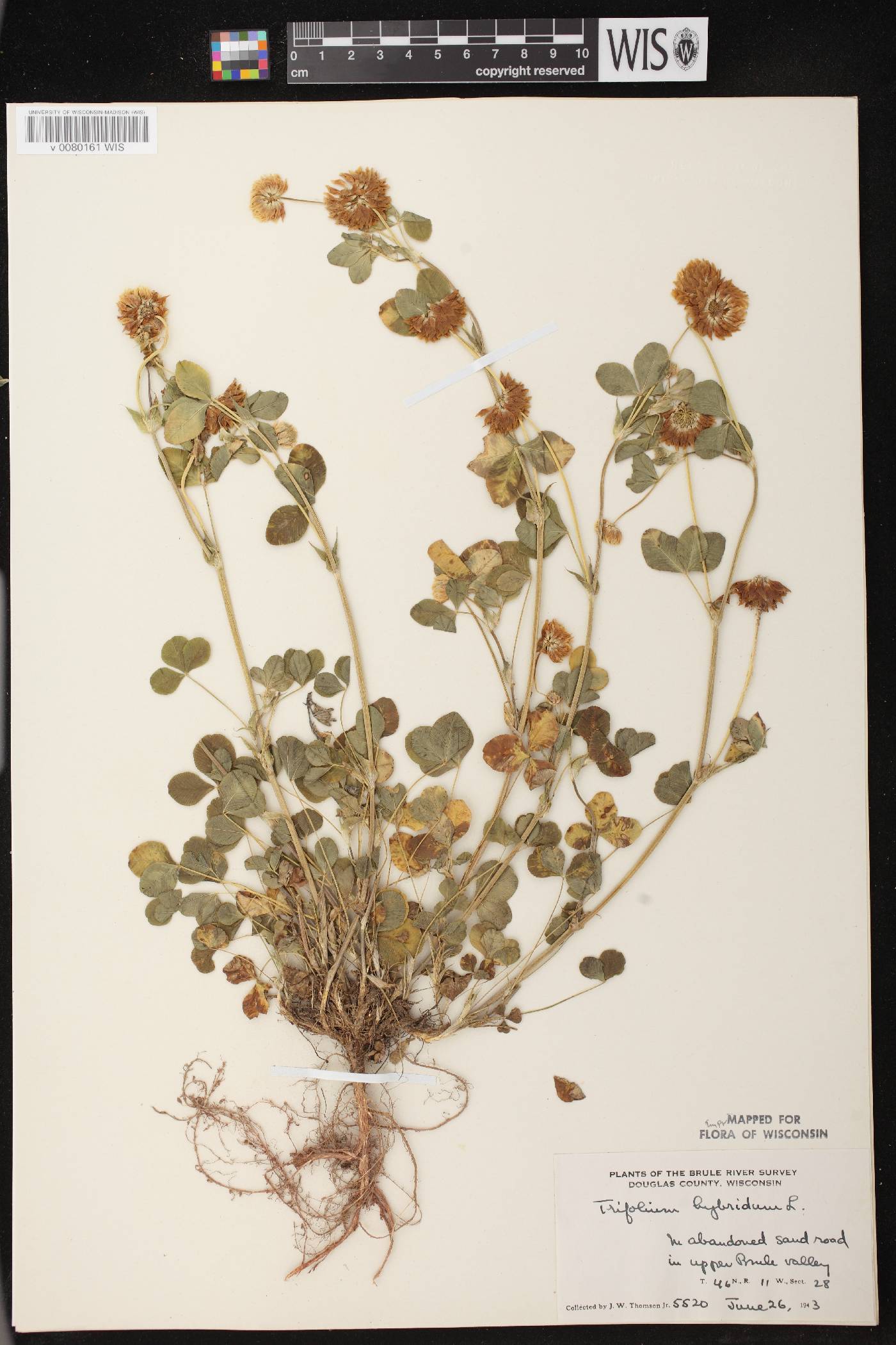 Trifolium hybridum image