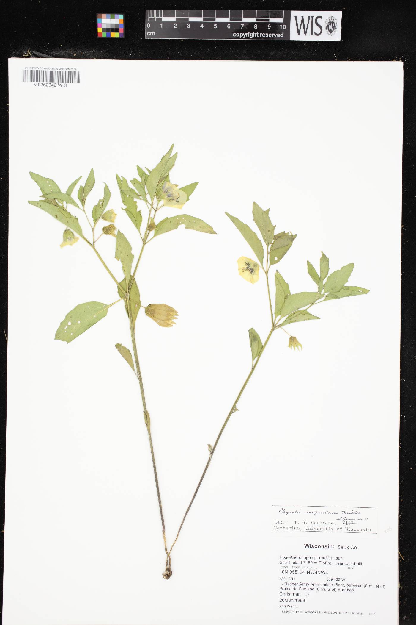 Physalis virginiana image