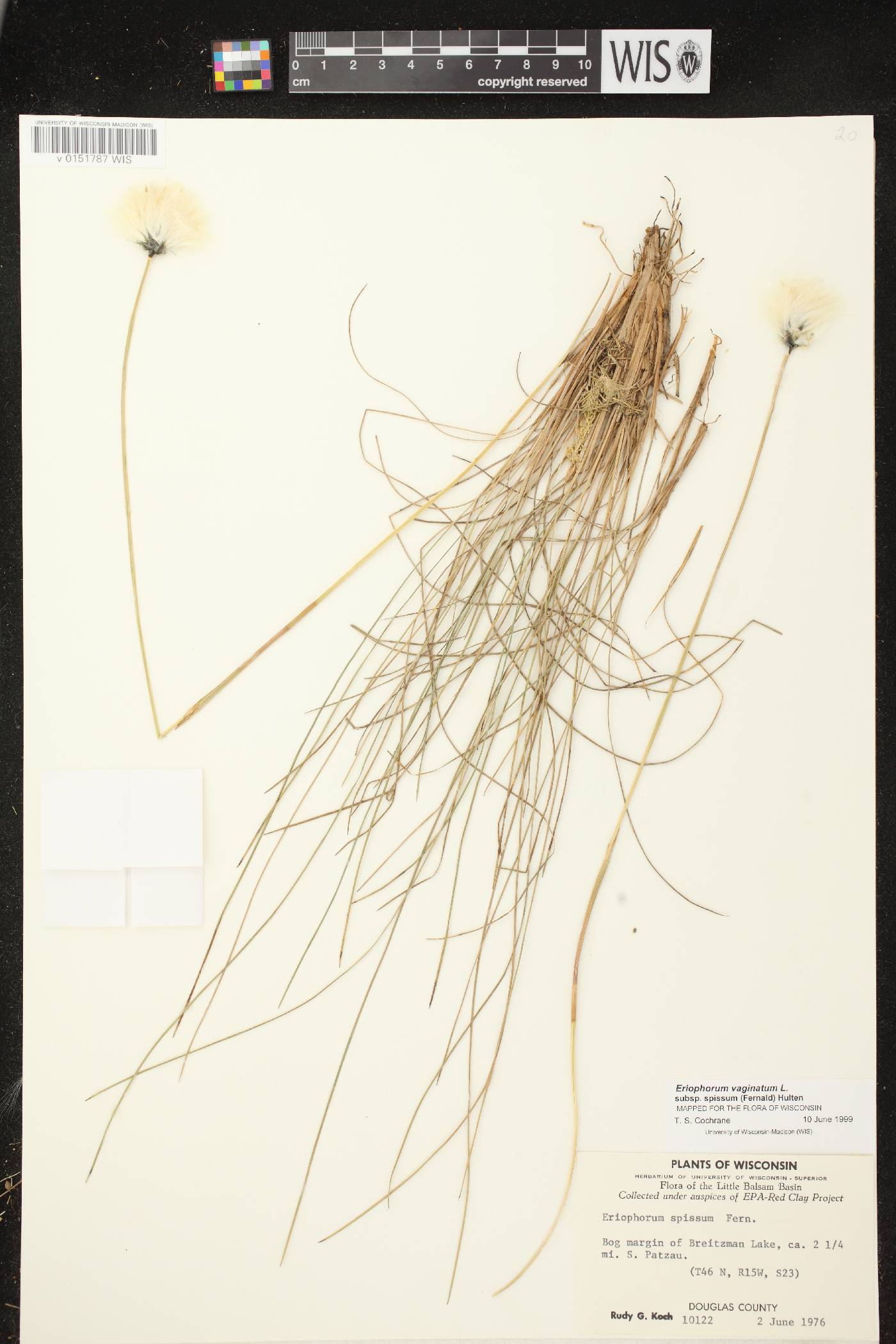 Eriophorum vaginatum image