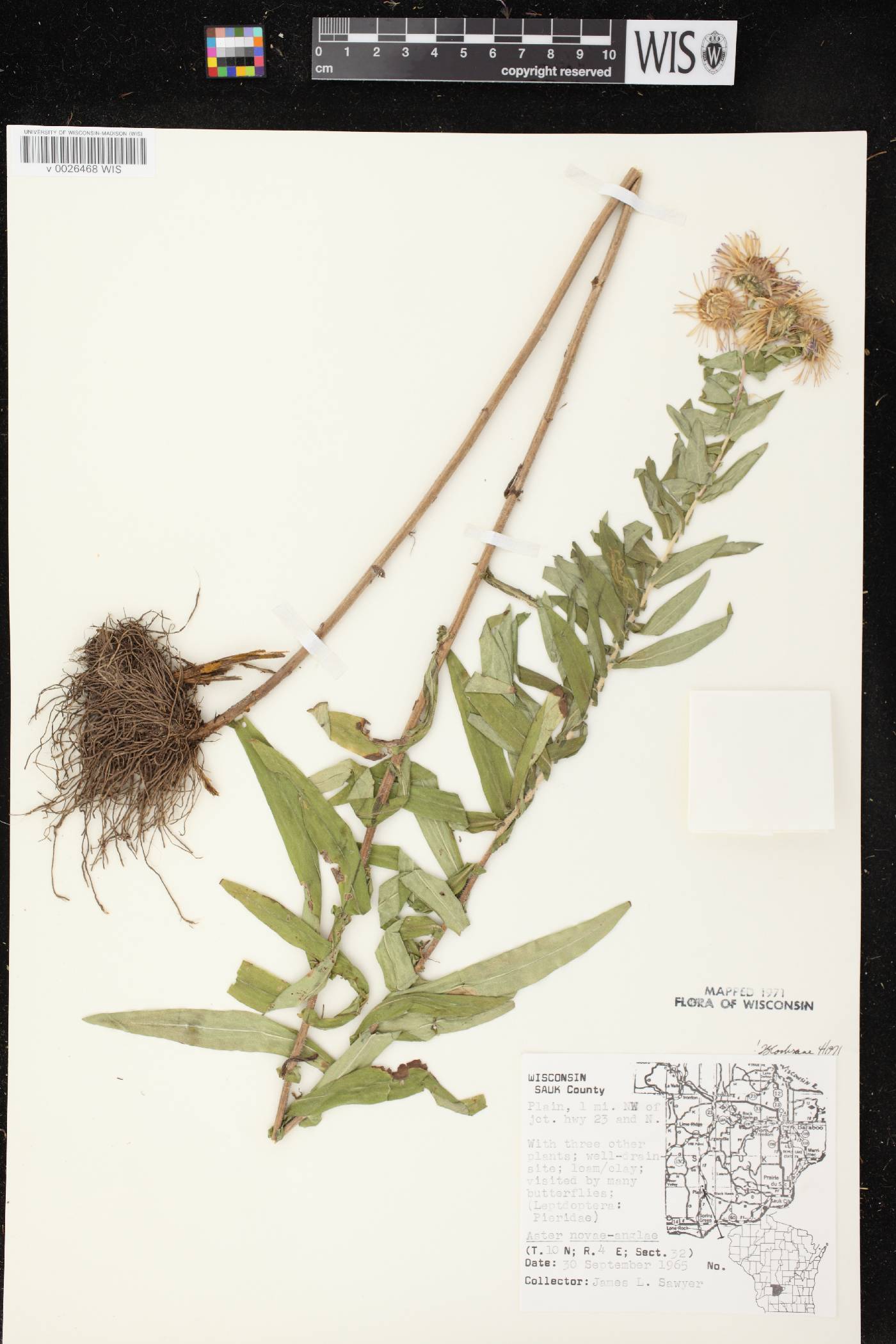 Symphyotrichum novae-angliae image
