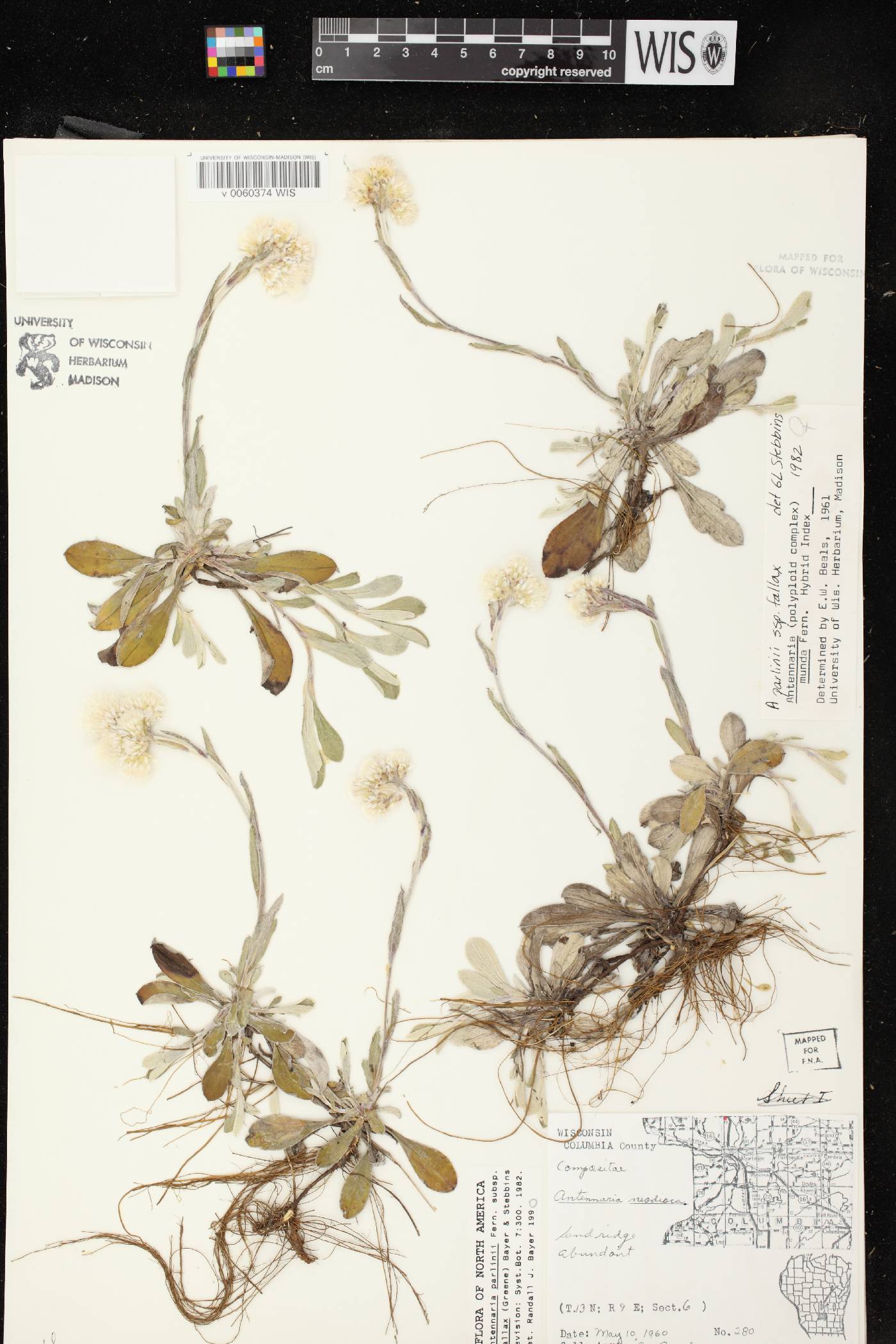 Antennaria parlinii subsp. fallax image