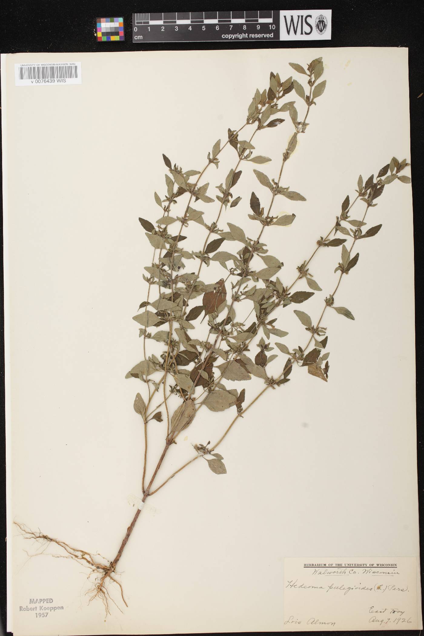 Hedeoma pulegioides image