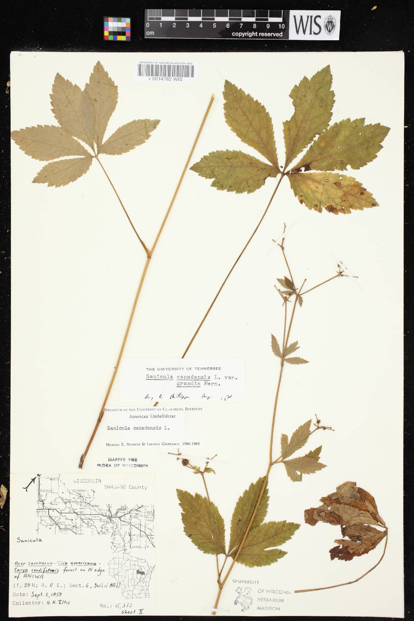 Sanicula canadensis image