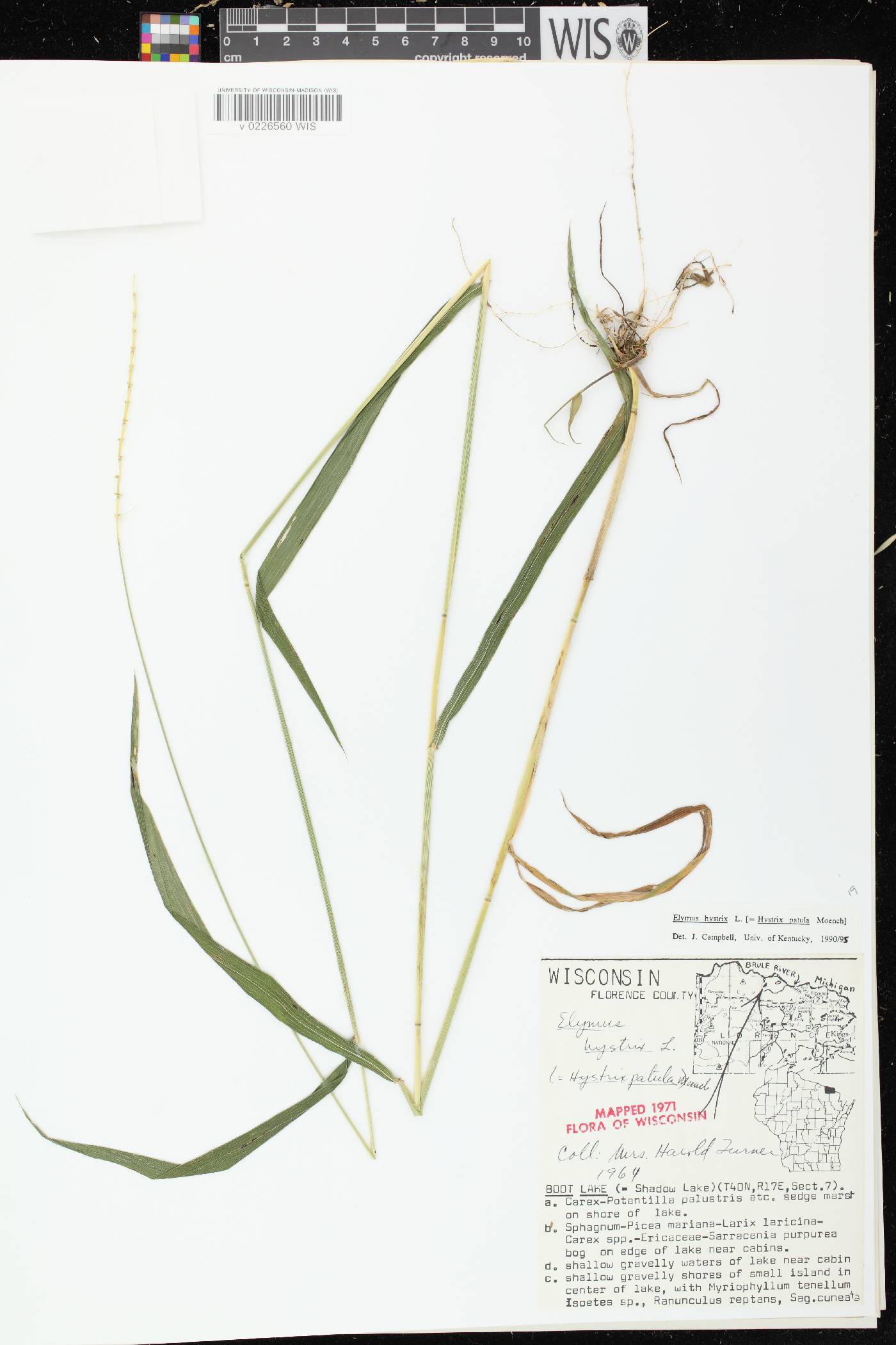 Elymus hystrix var. hystrix image