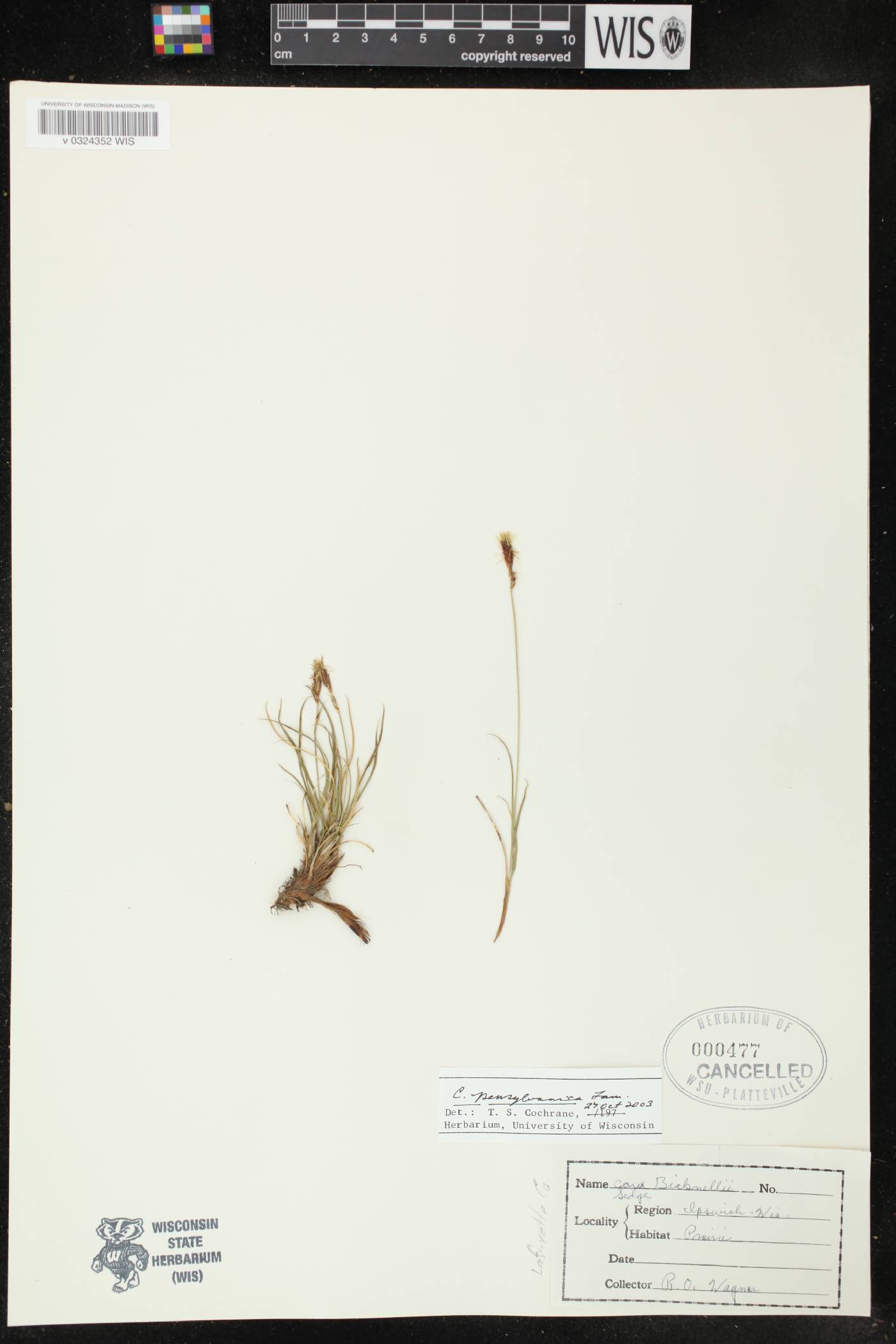 Carex pensylvanica image
