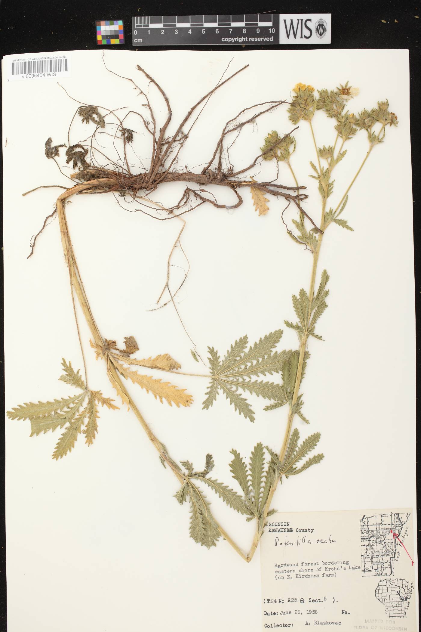 Potentilla recta image