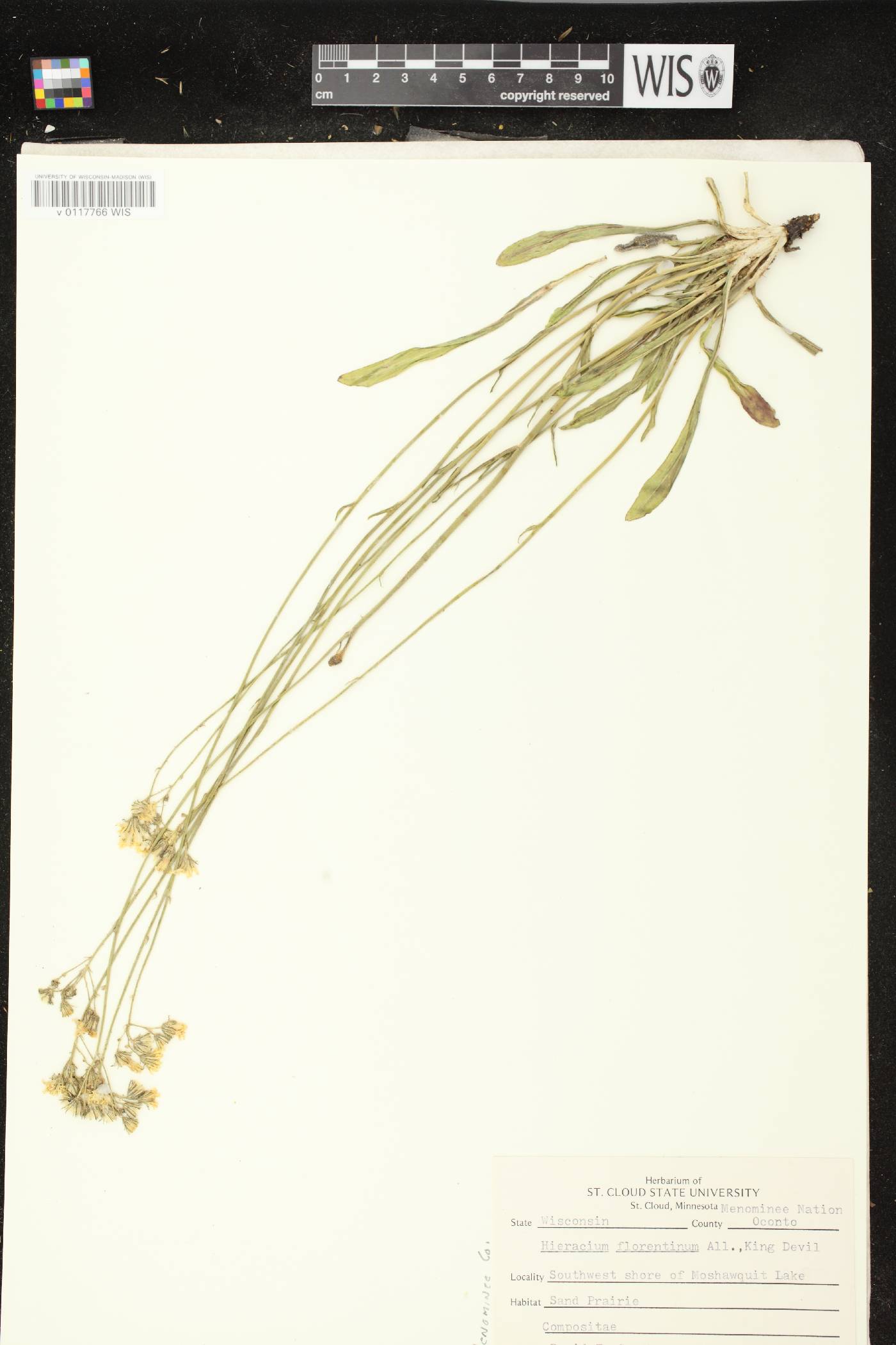 Hieracium piloselloides image