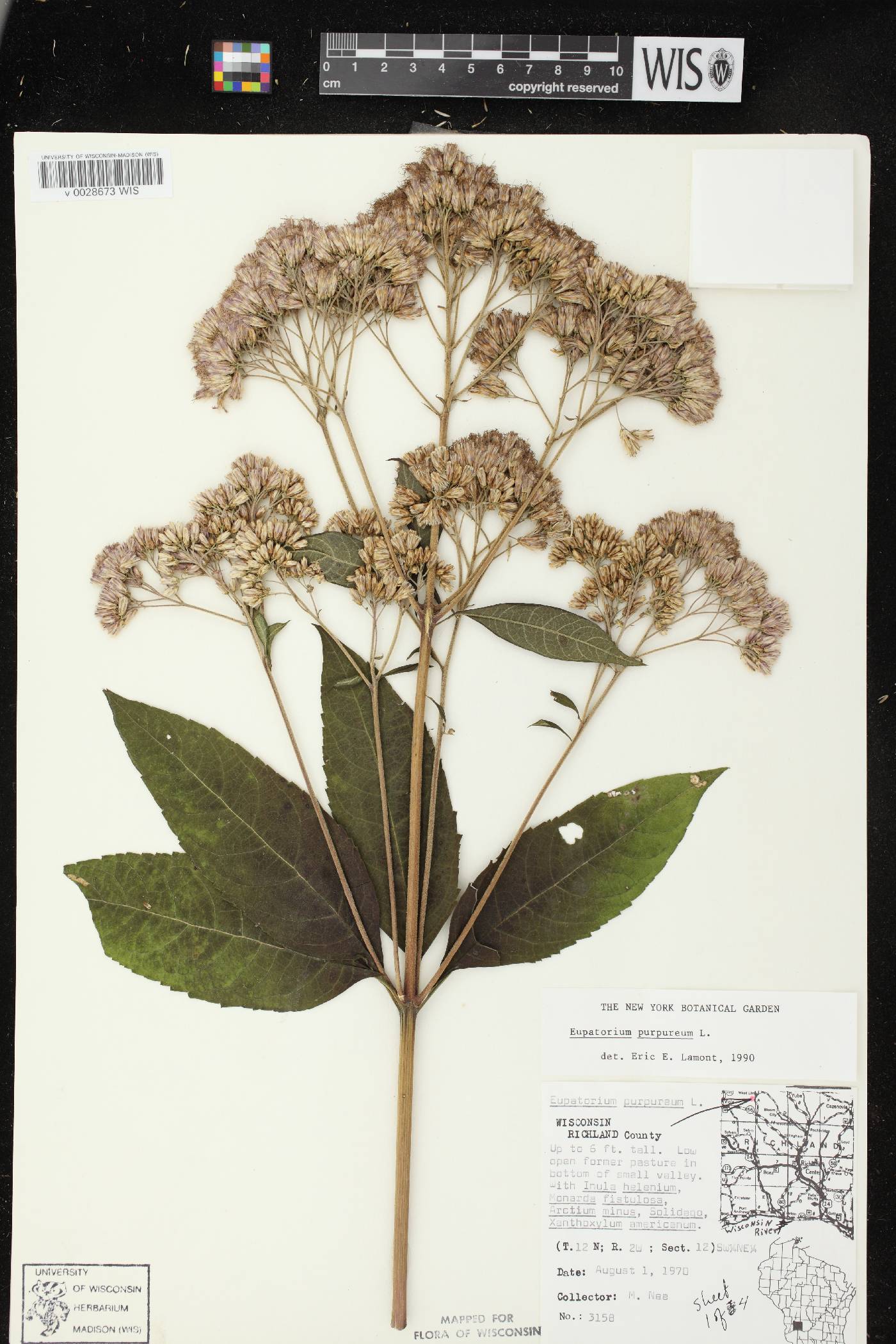 Eutrochium purpureum image