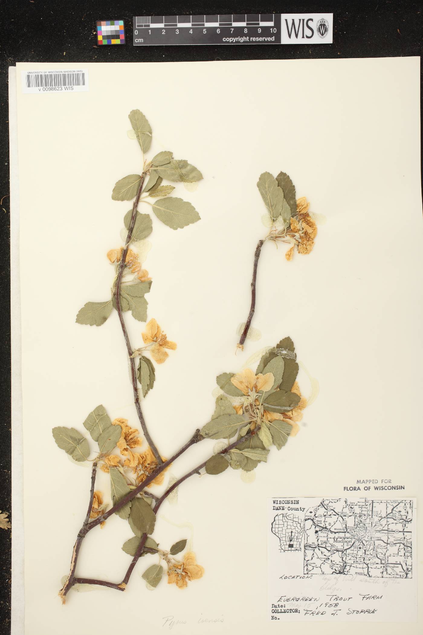 Malus ioensis image