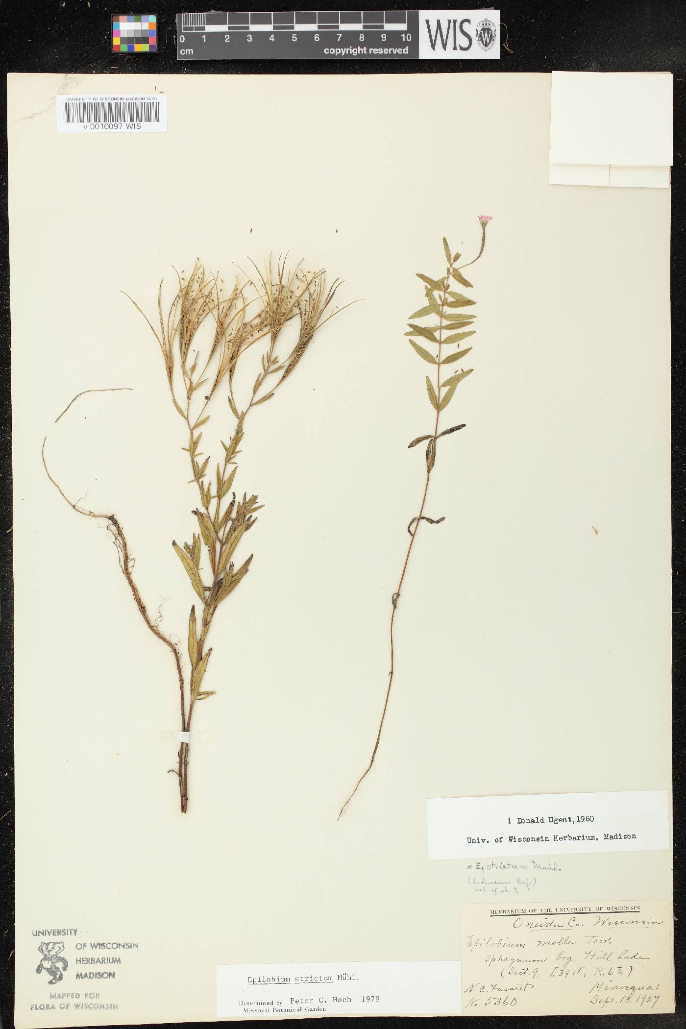 Epilobium strictum image