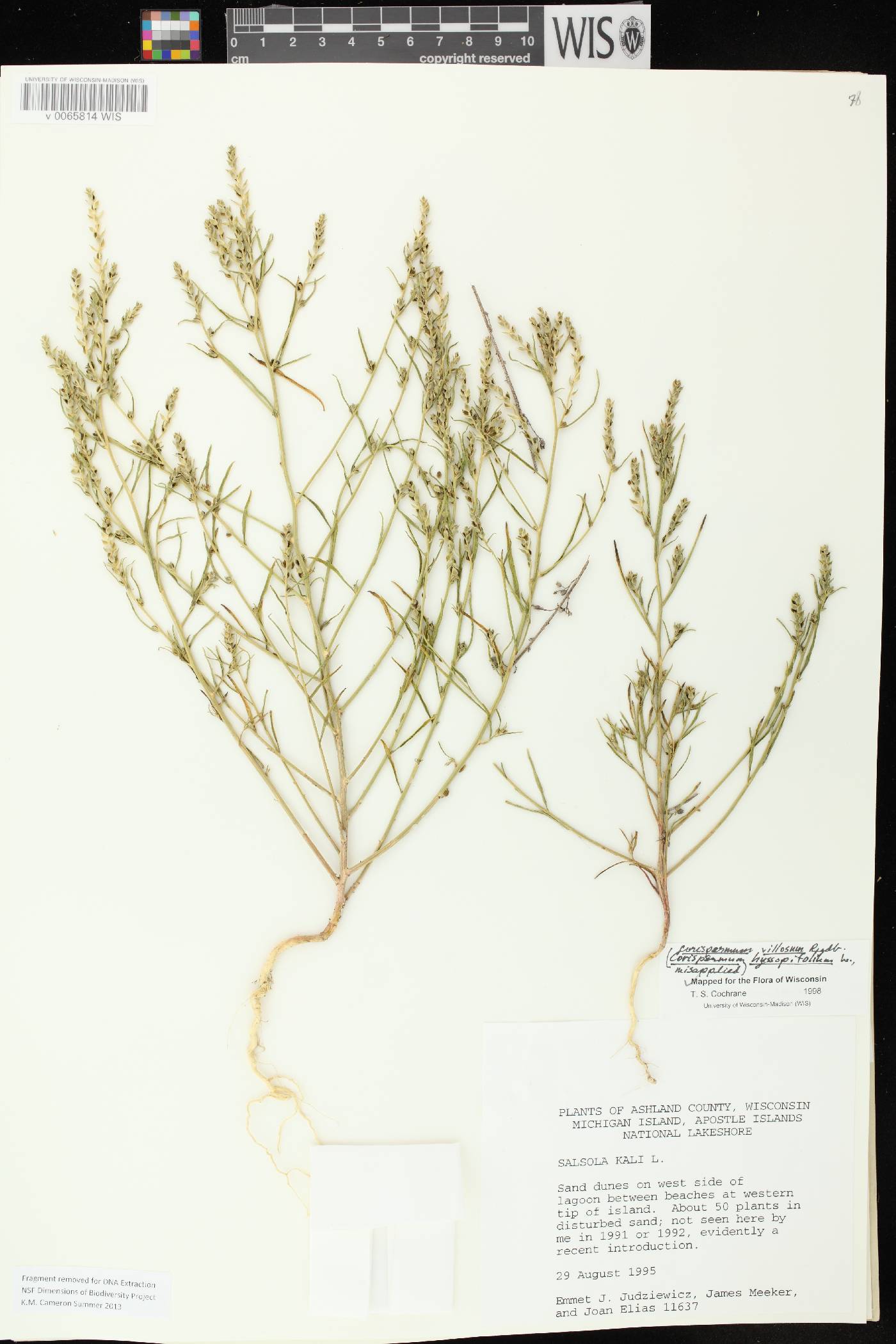 Corispermum villosum image