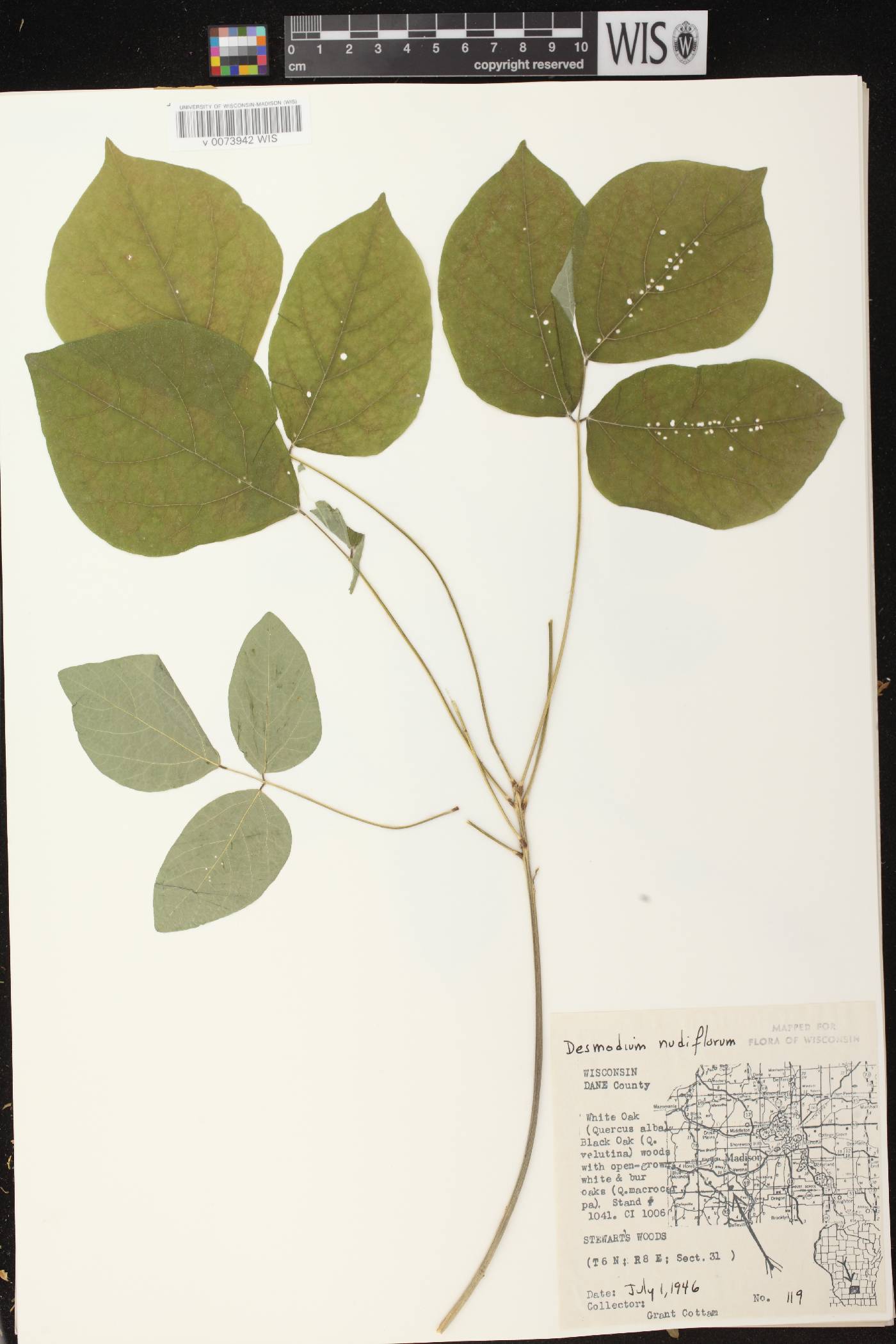 Hylodesmum nudiflorum image