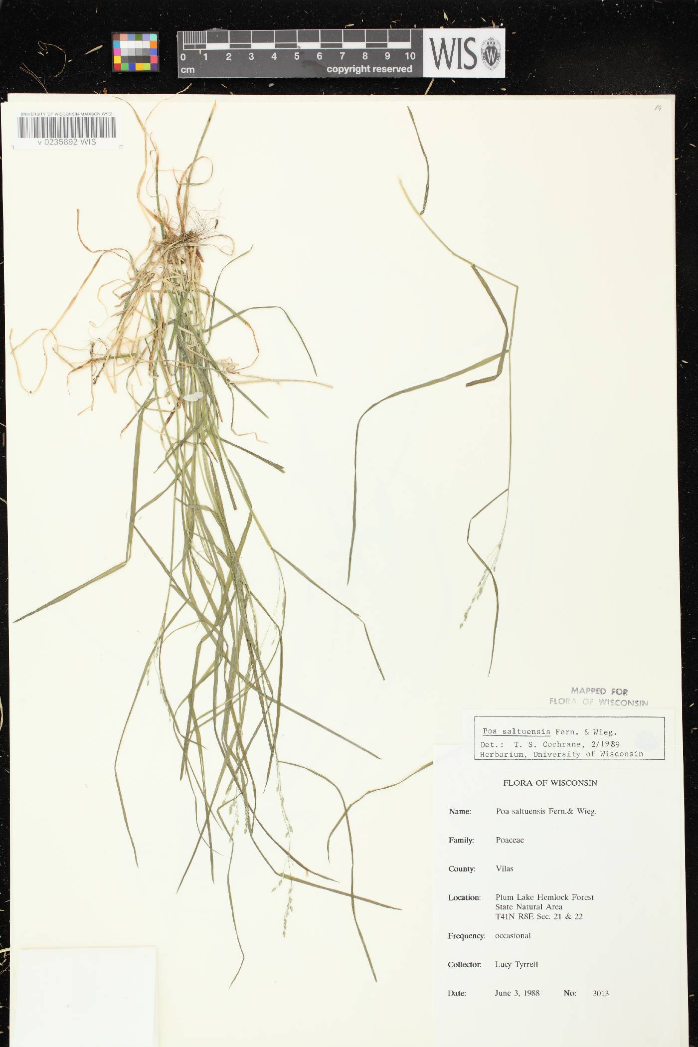 Poa saltuensis image