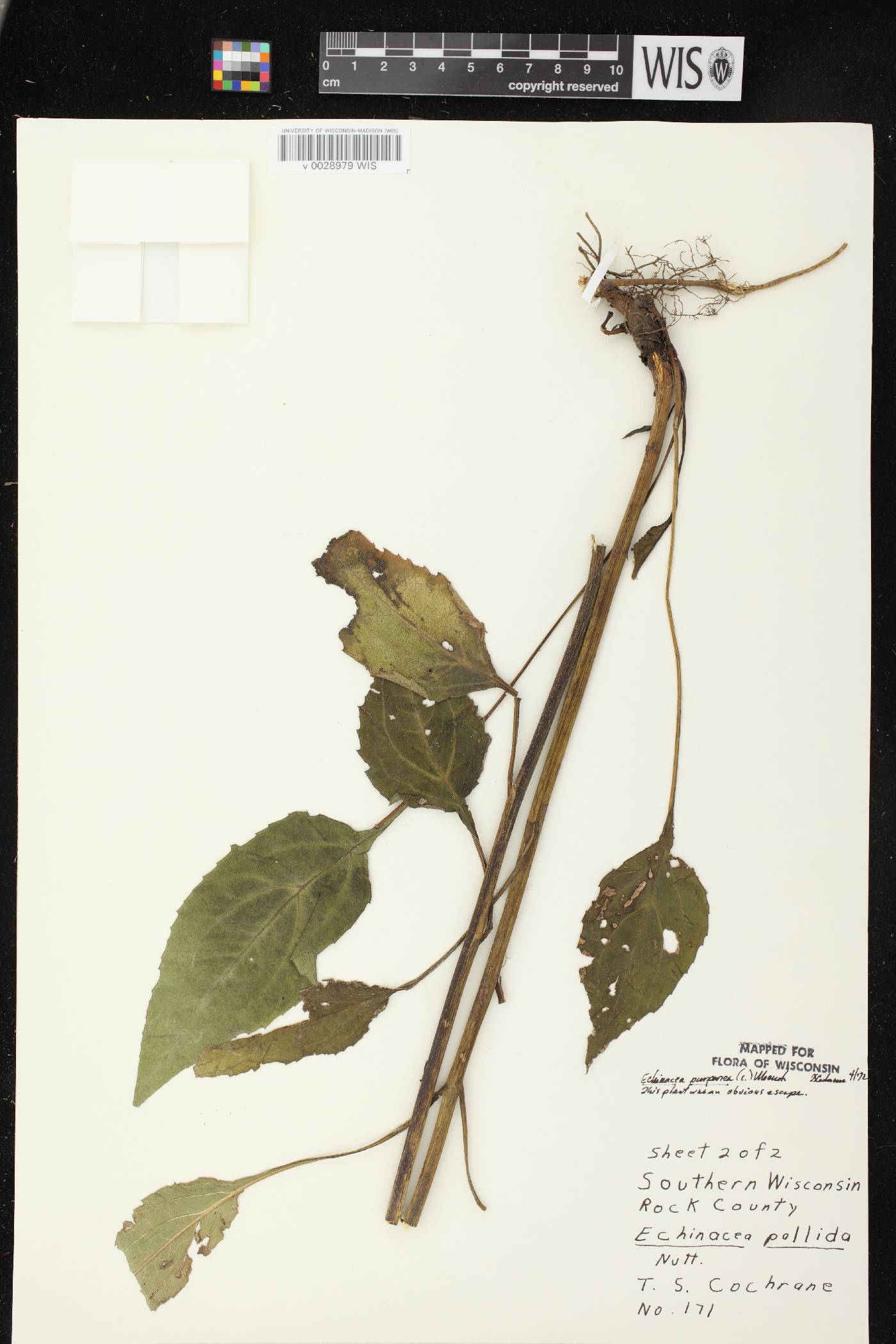 Echinacea purpurea image
