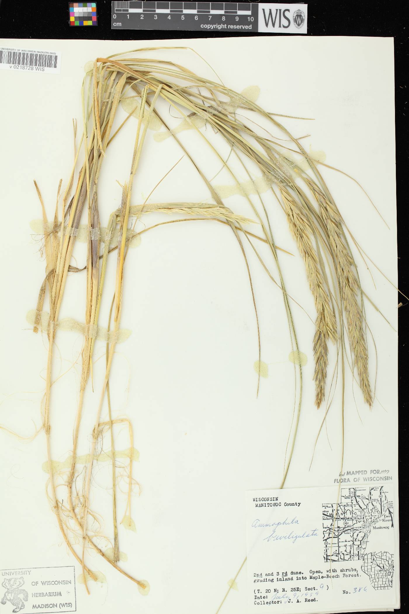 Ammophila breviligulata image