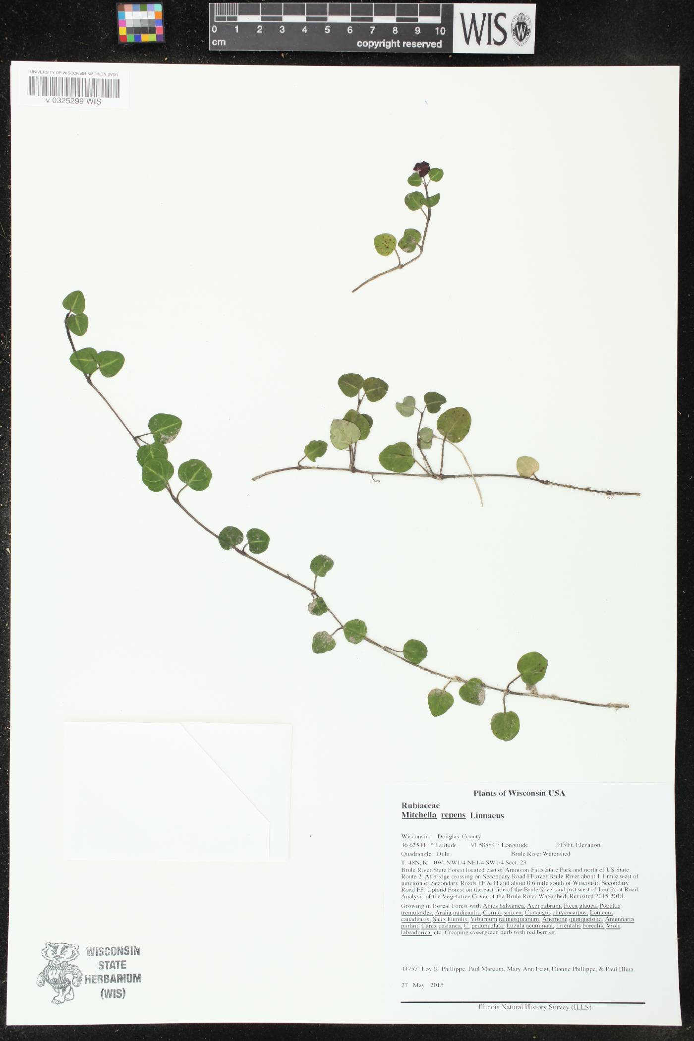 Mitchella repens image