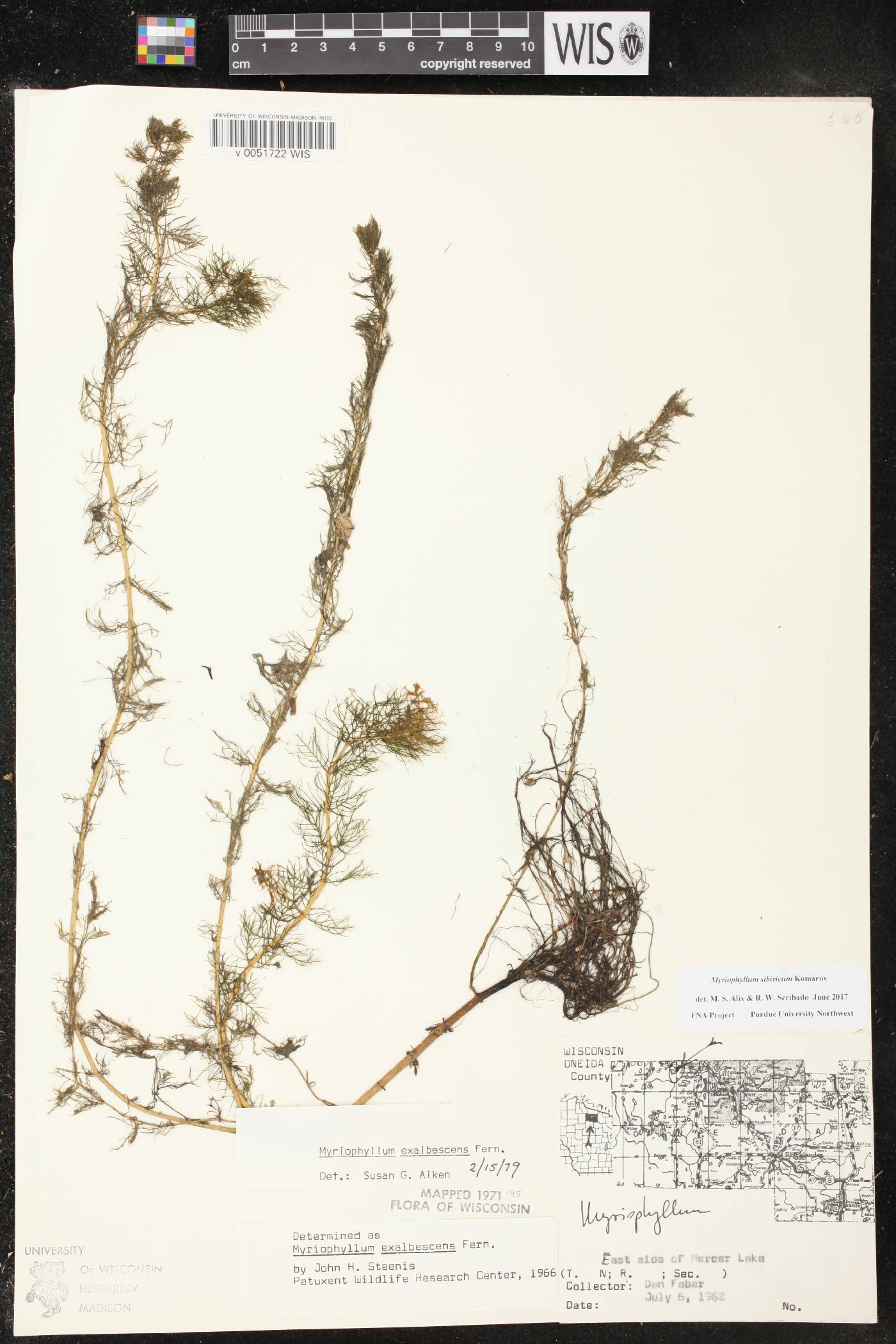 Myriophyllum sibiricum image