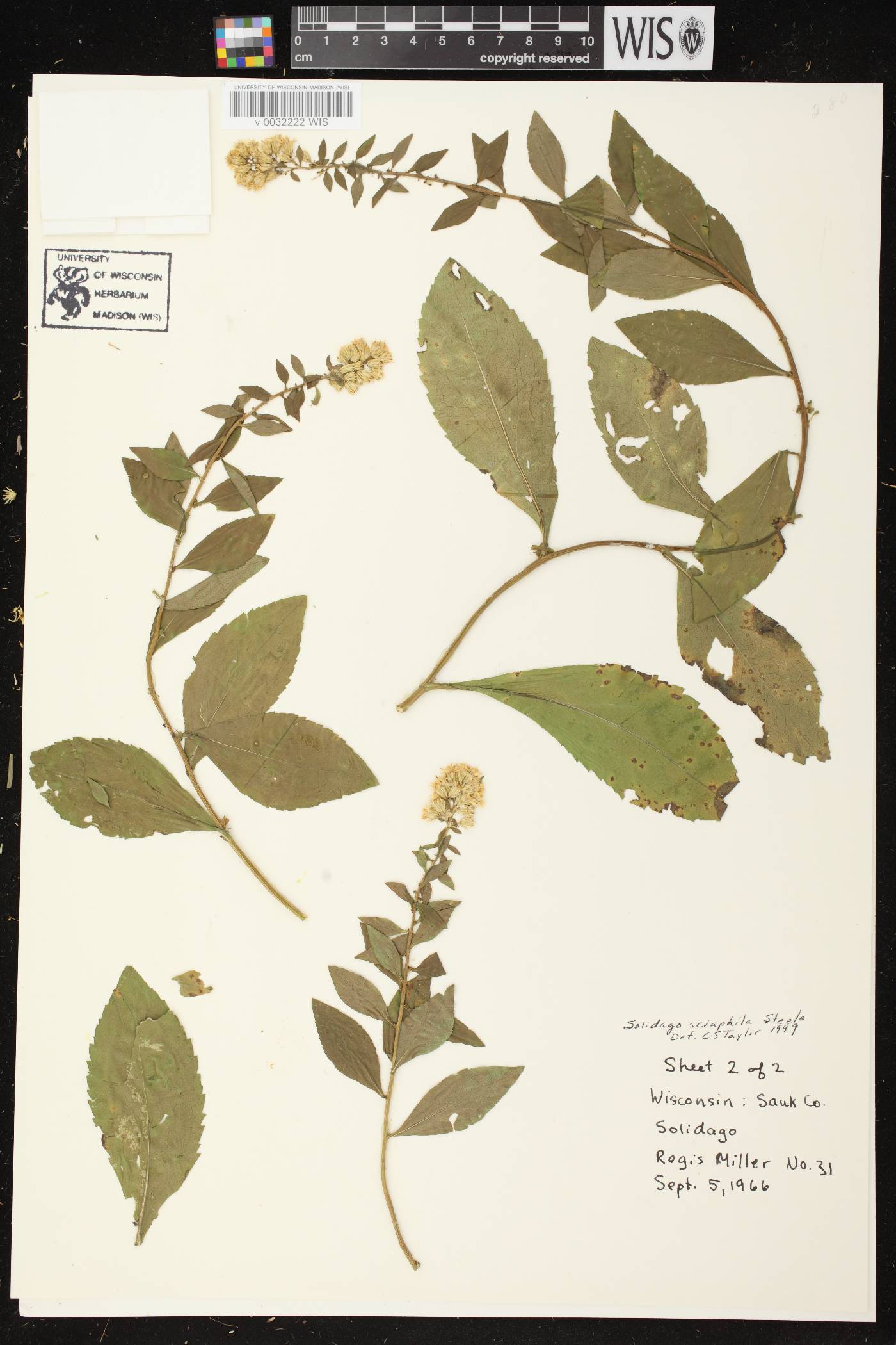 Solidago sciaphila image